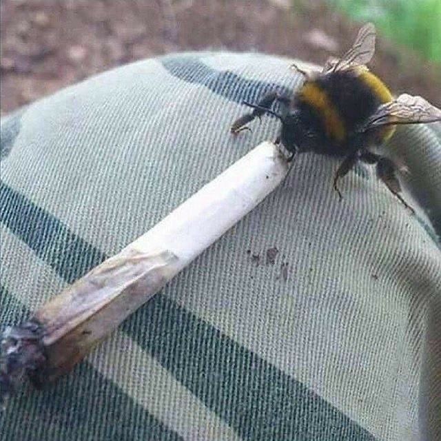 A bee smoking weed trees