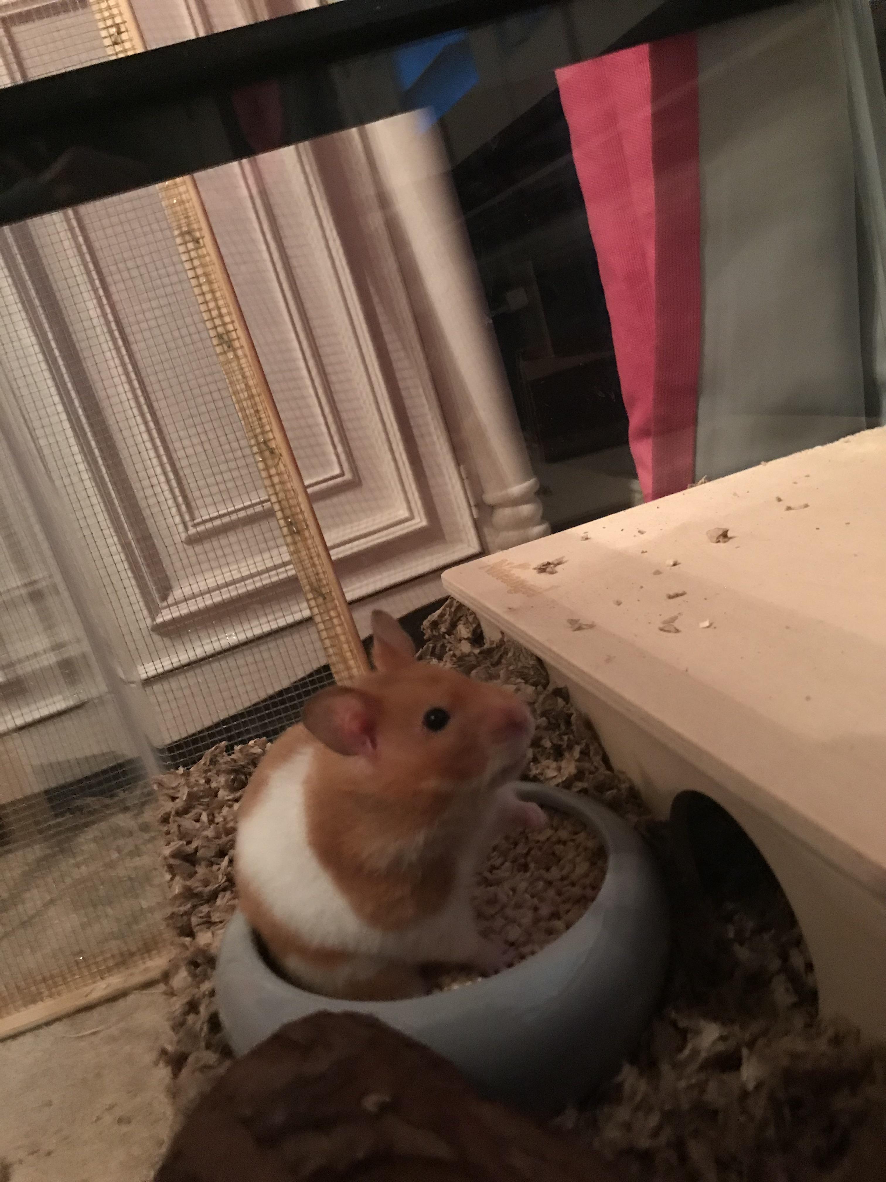 hamster eating kay kob bedding?? r/hamsters