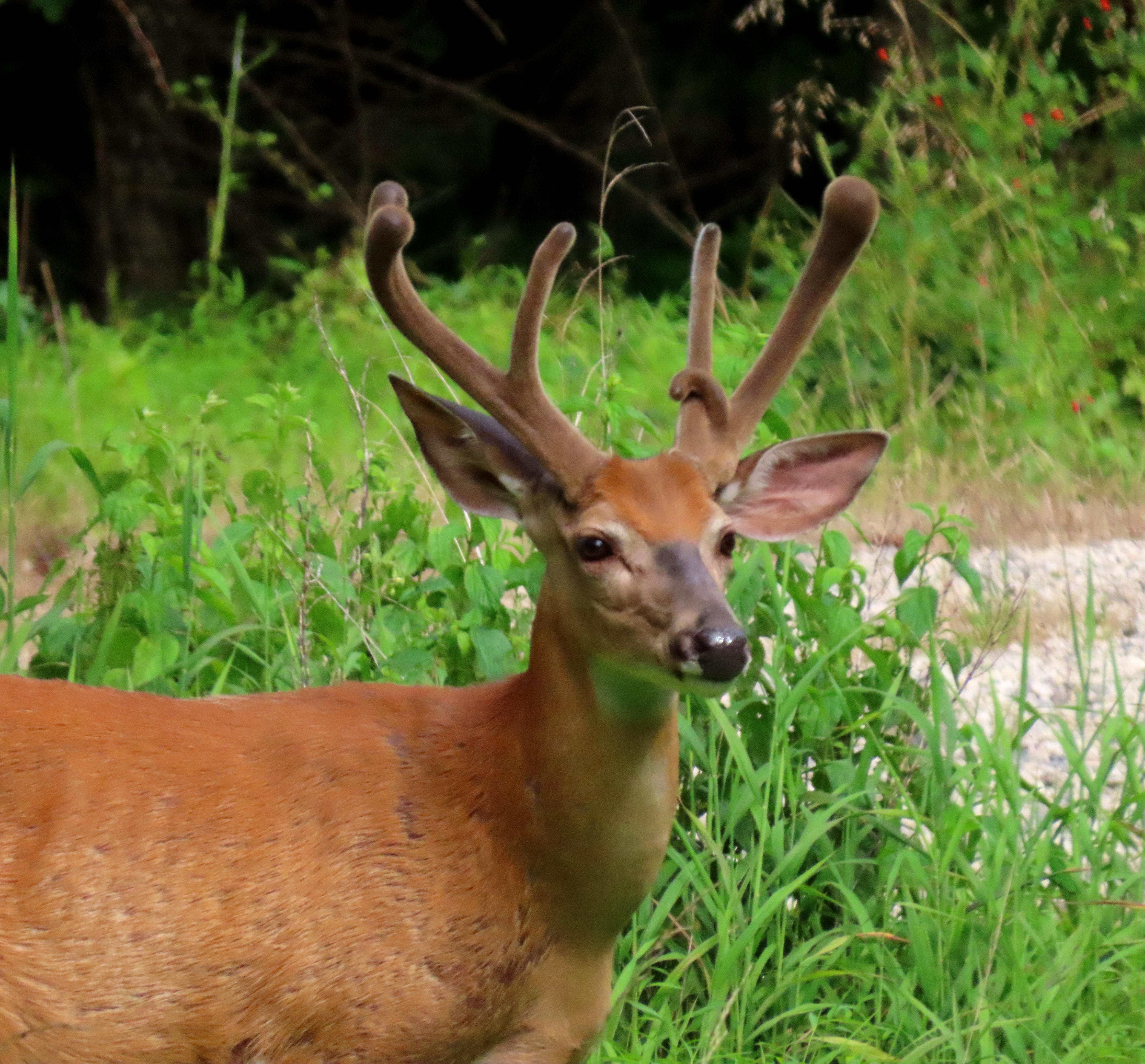 Whitetail buck with a Yshaped antler and a hookshaped brow tine