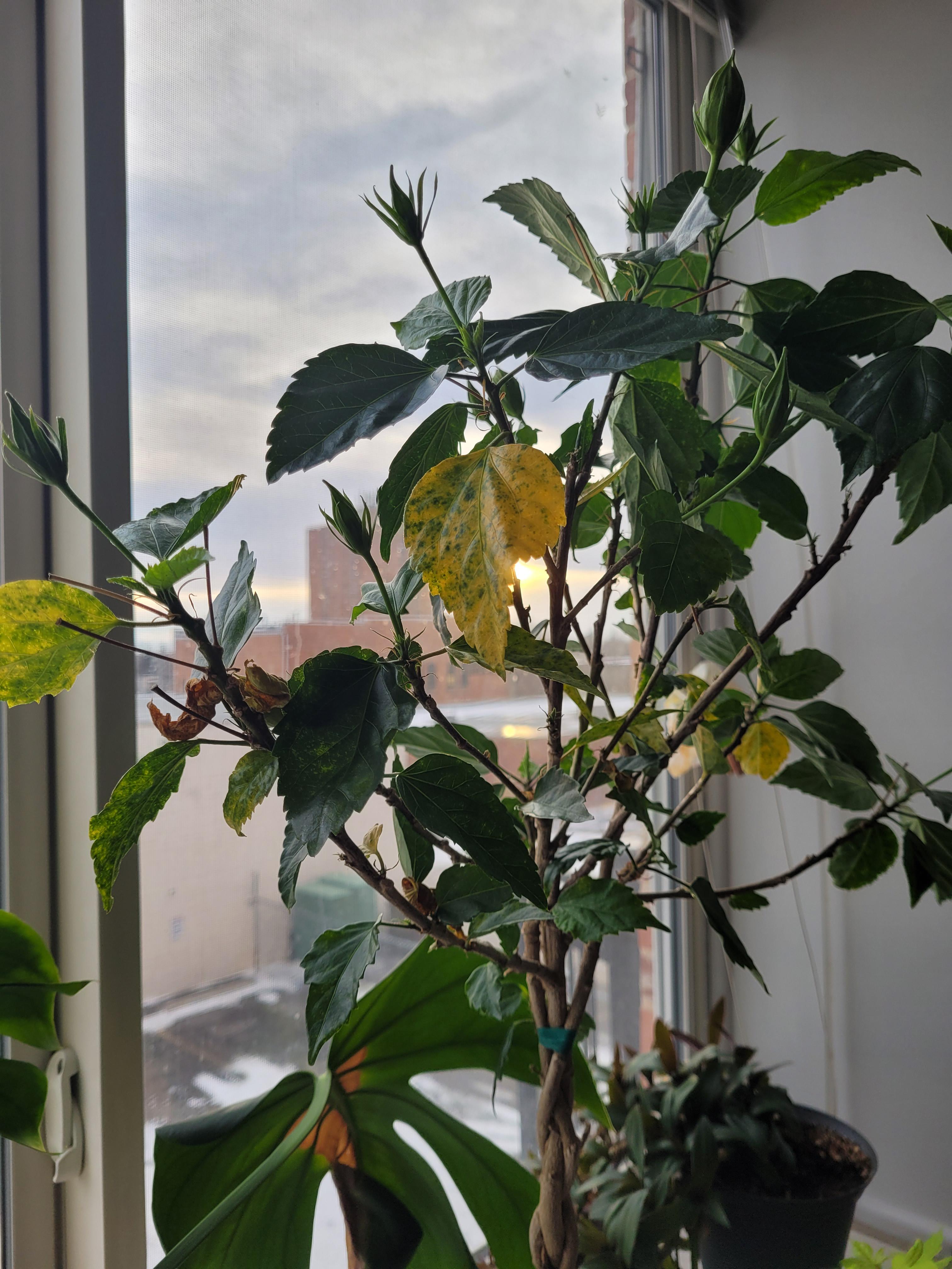 Hibiscus tree losing many leaves over the past week? r/houseplants