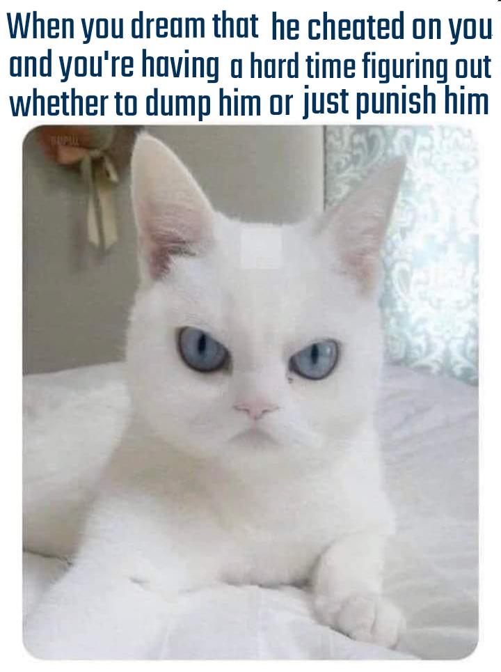 that dirty dog r/Catmemes