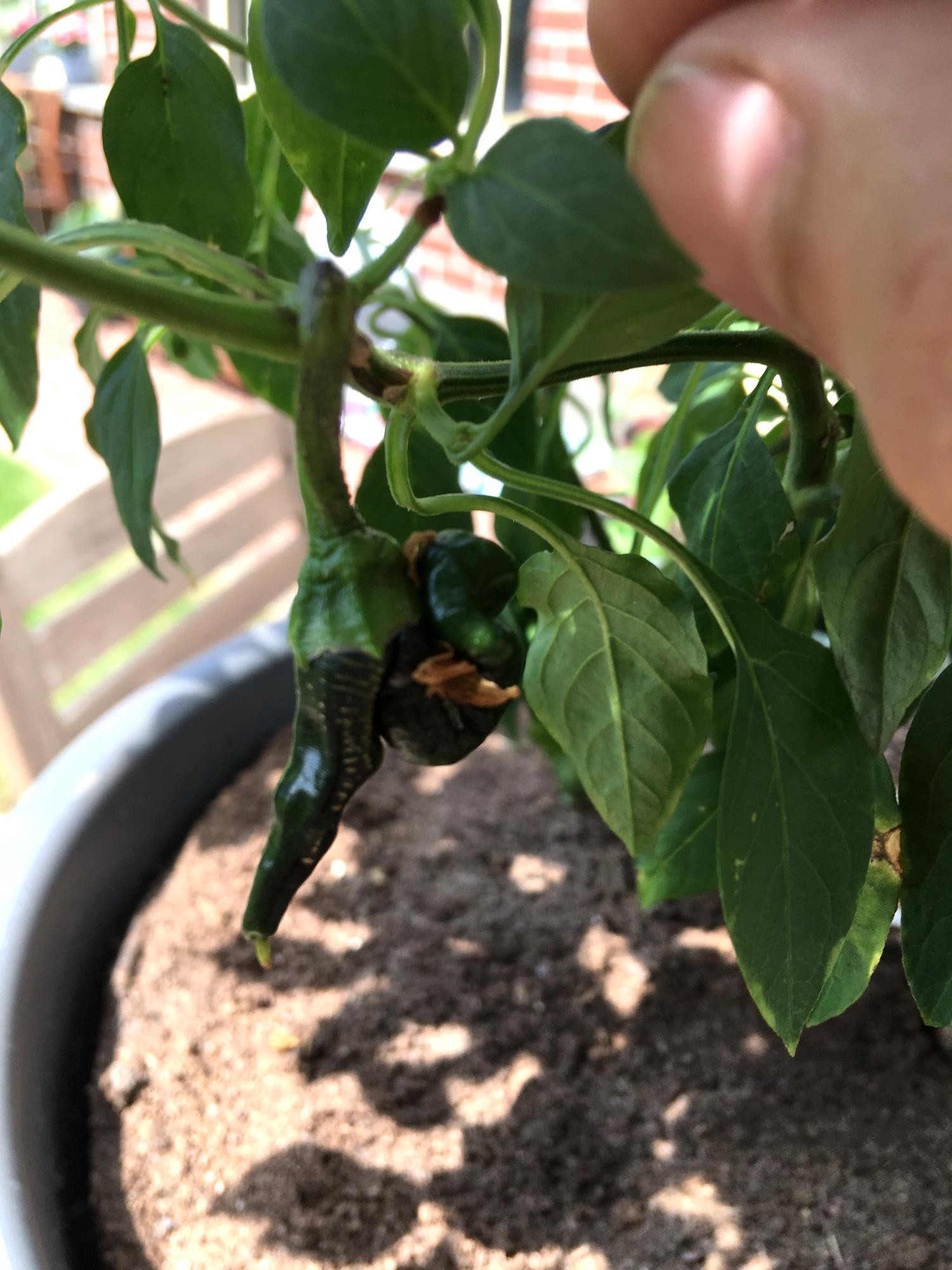 Rate my pepper on a scale of 1 to cancer r/HotPeppers