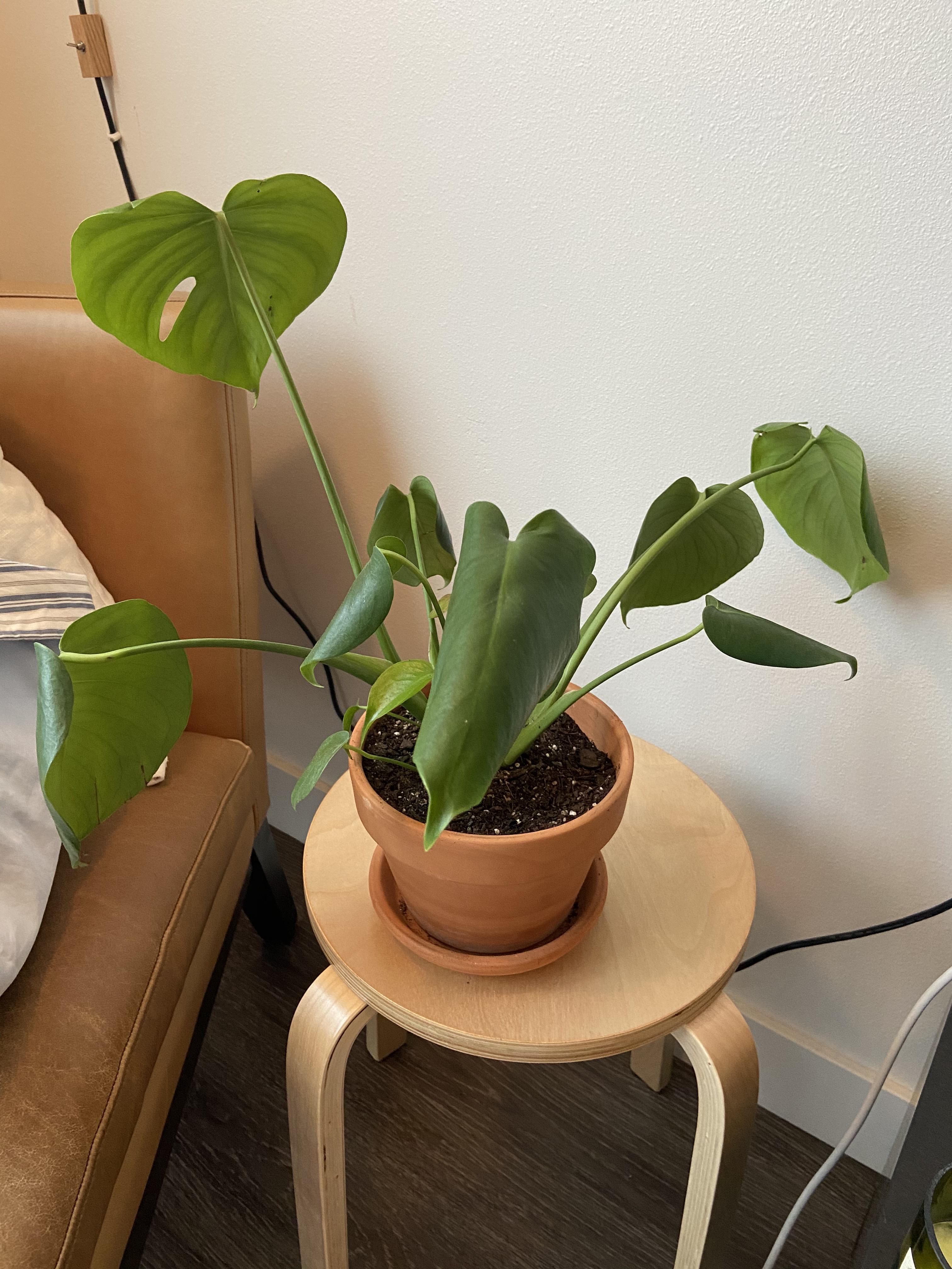 Any ideas why my Swiss cheese plant is droopy and the leaves are folded