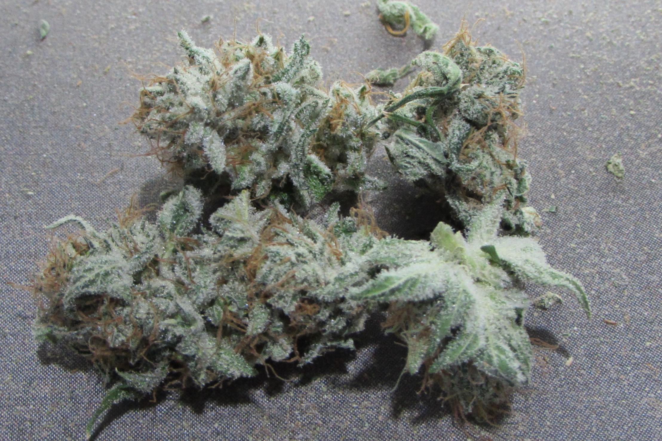 Trimming Black Berry Breath (Thug Pug breath x JOTI