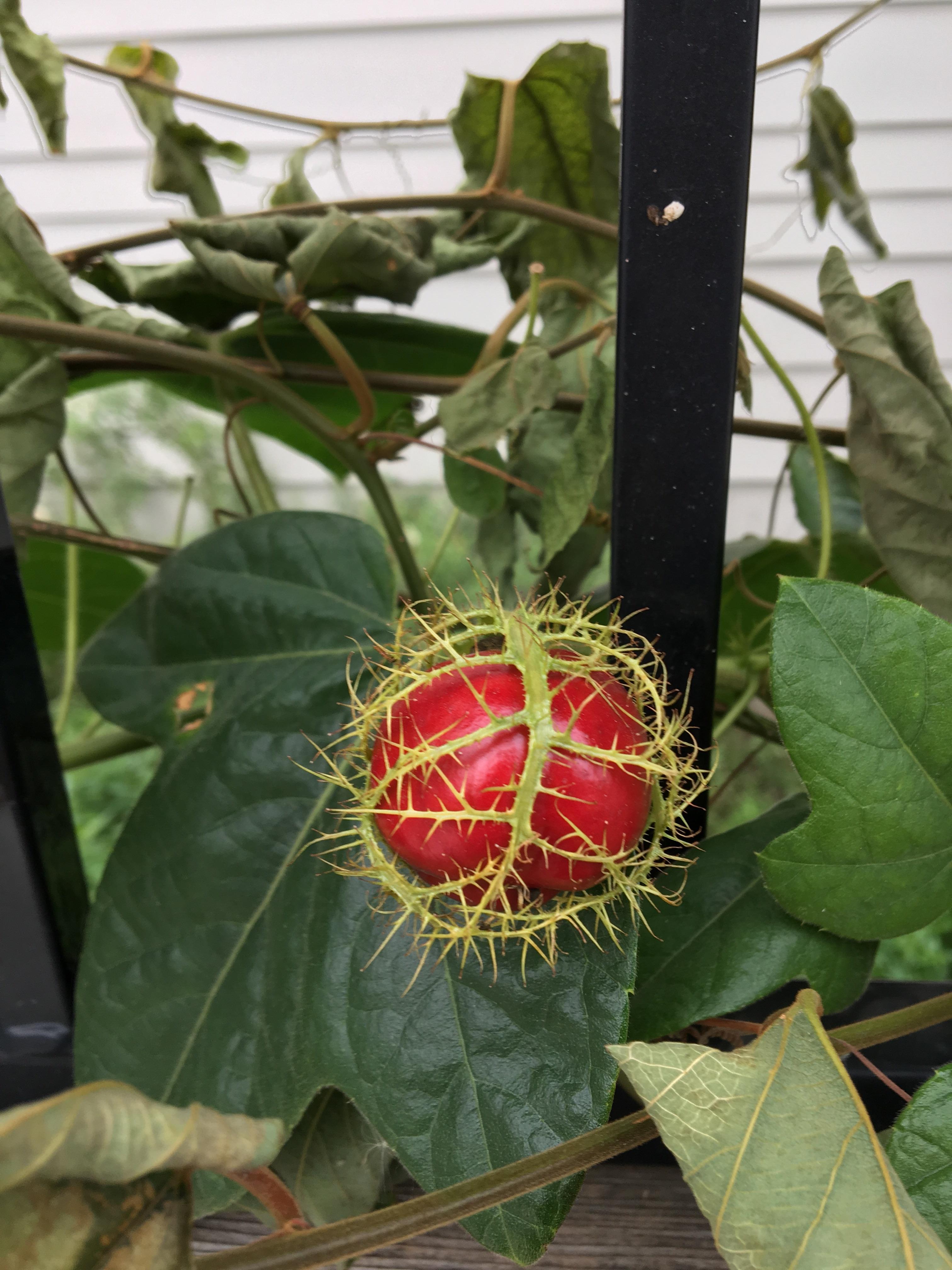 [Central Texas] Long vines with lots of small red bell pepper looking