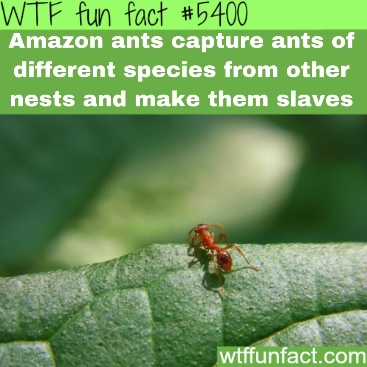 An actual fucking but FACT IM SO DONE WITH YOUR GYUYS BULLSHIT HOW