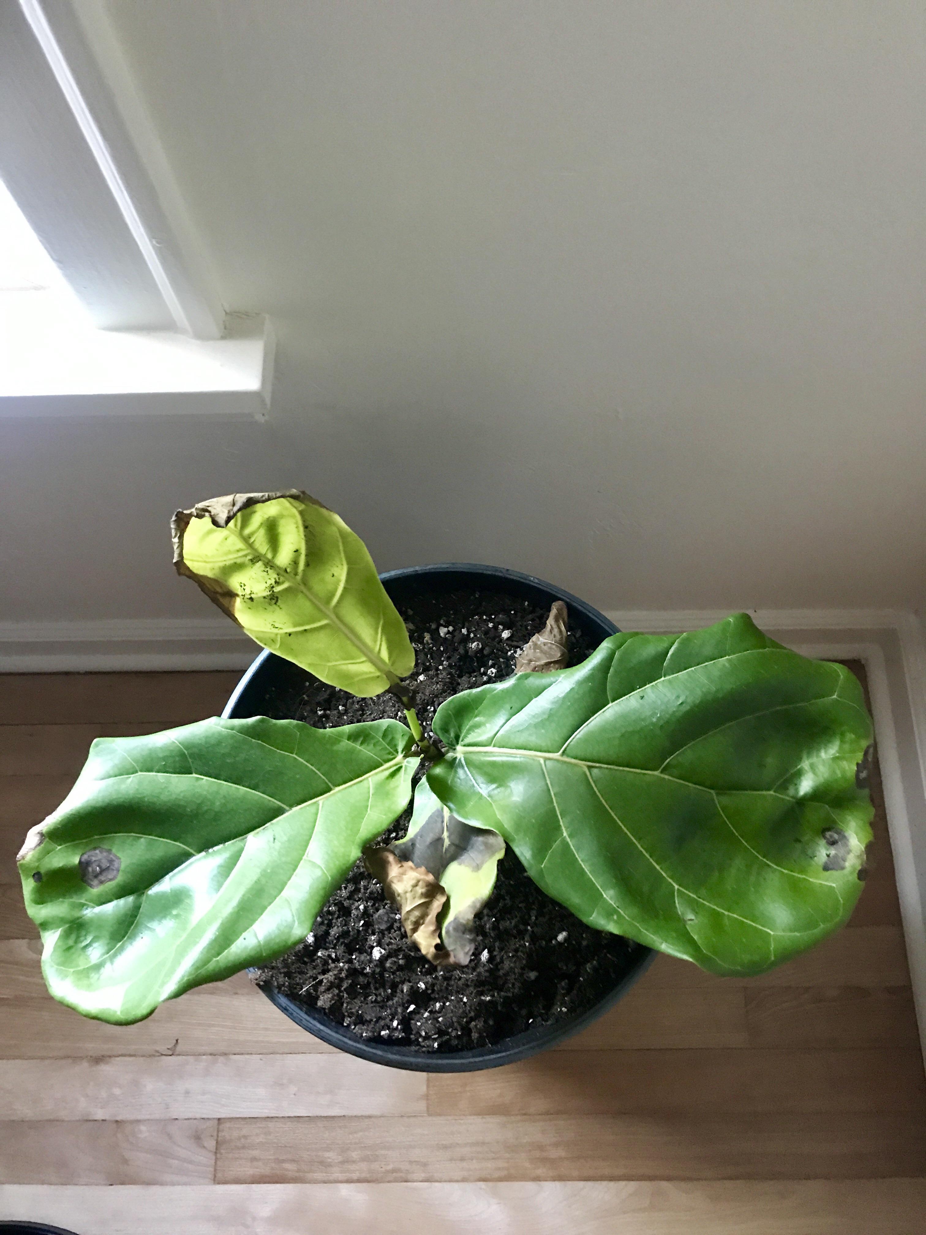 please help! Yellowing and browning of leaves, leaves falling off