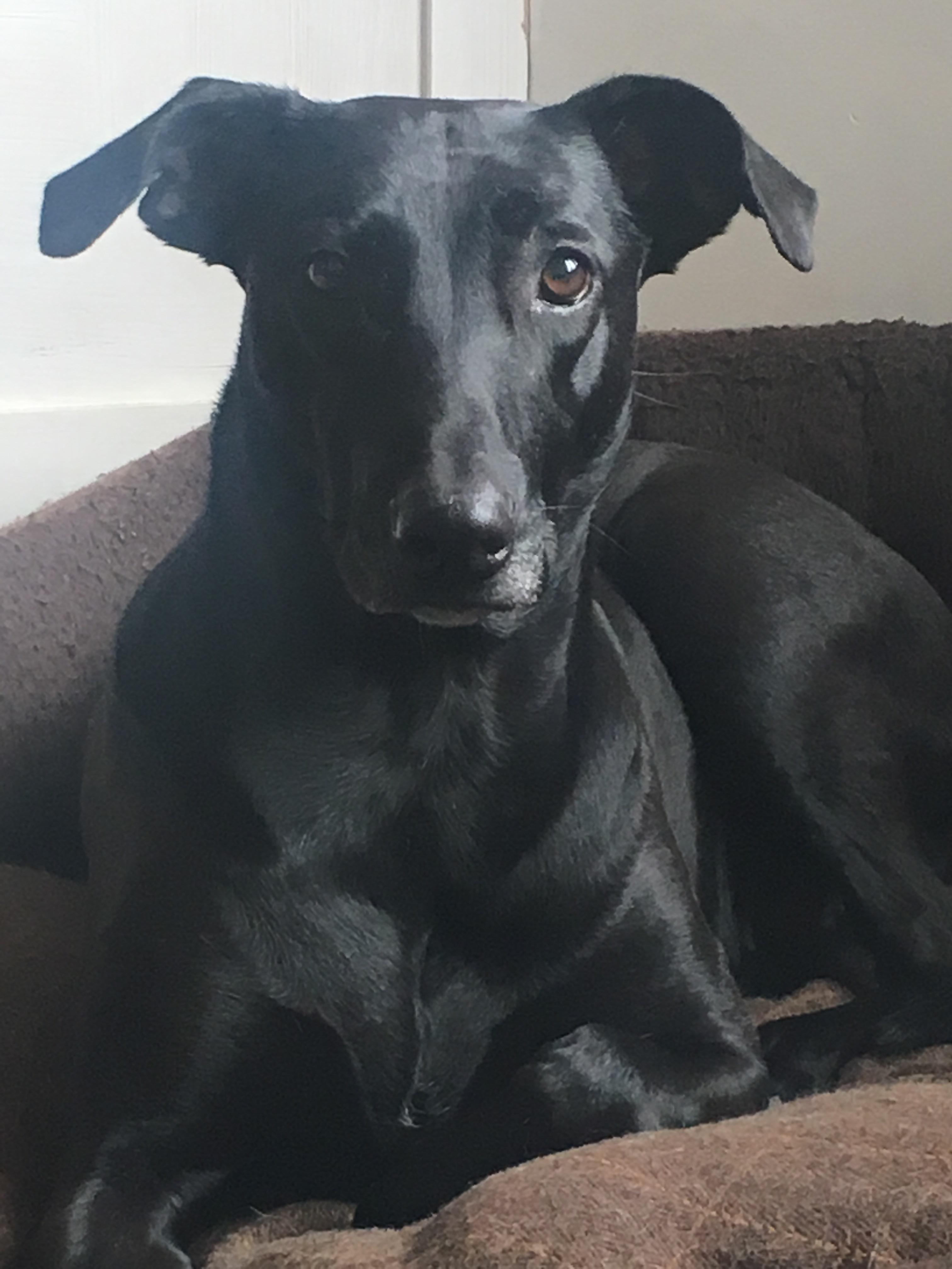 Black Lurcher
