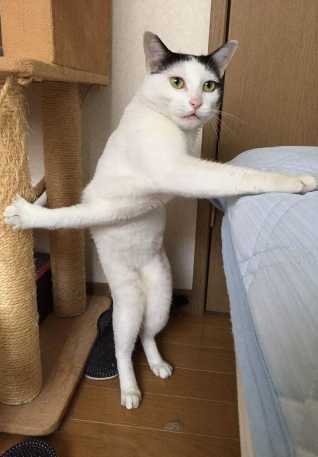 10000 best Standing Cat images on Pholder Cats