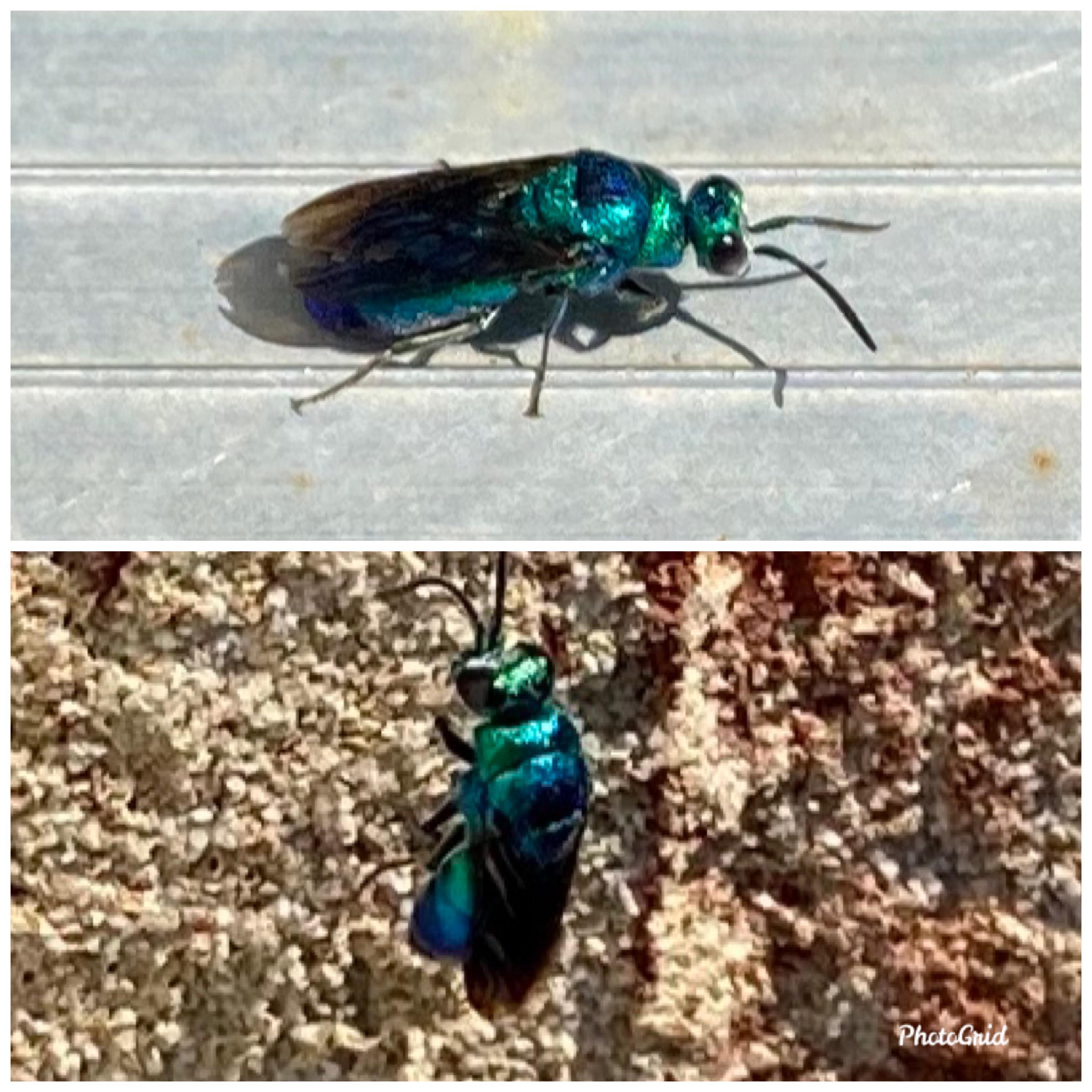 Never this seen before... Metallic blue/green flying insect. Anybody