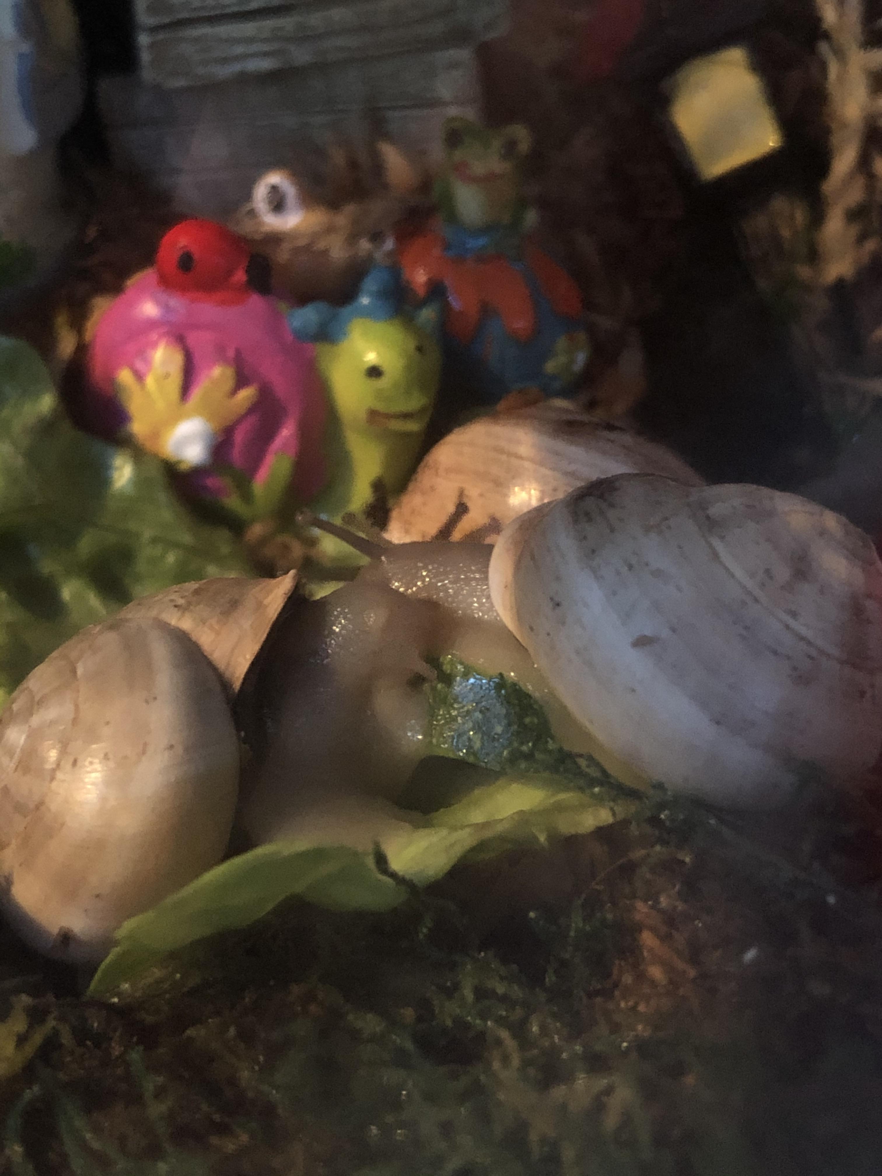 Snail meeting on the zucchini wonder what they’re discussing r/snails
