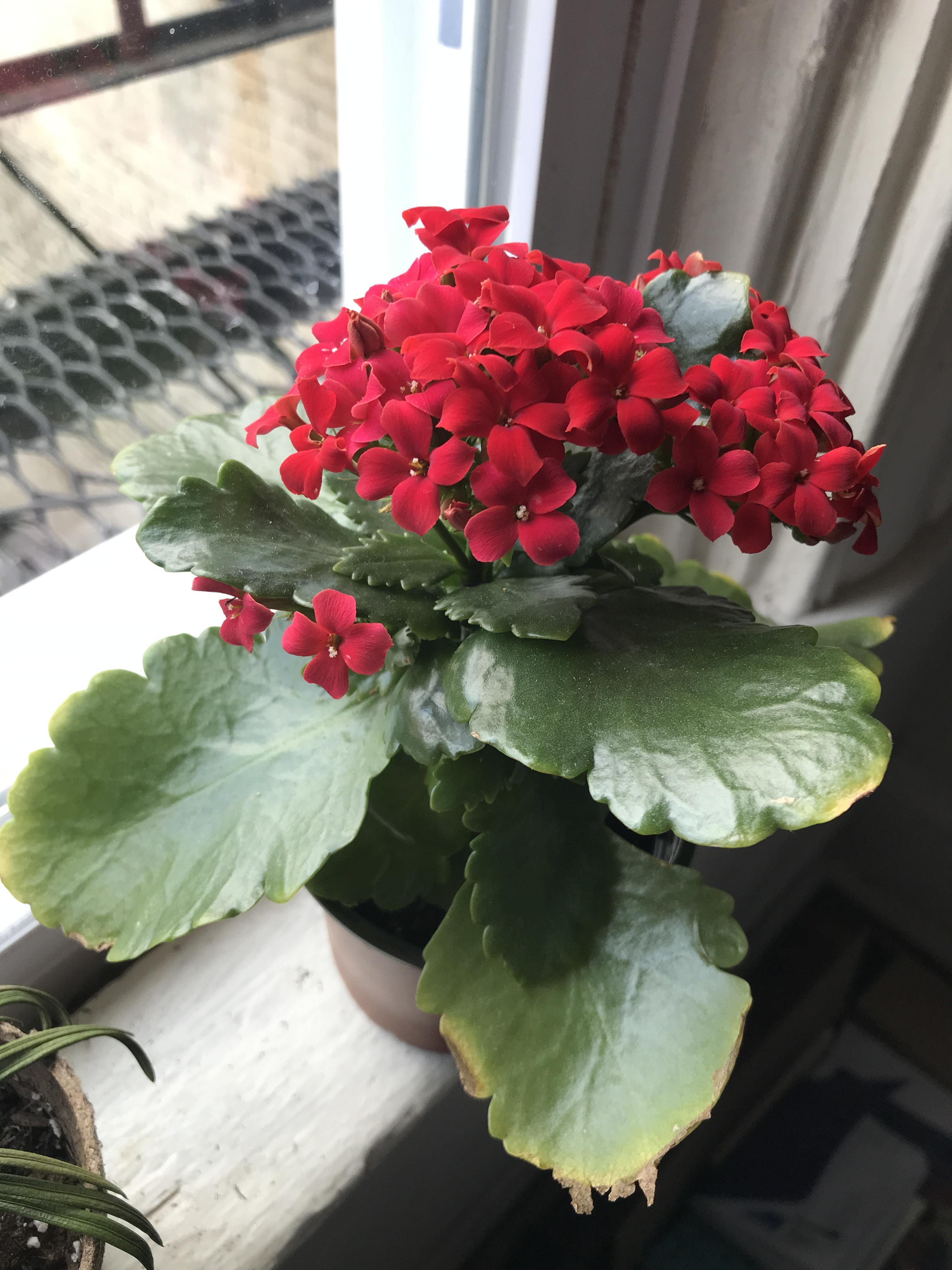 Tips for browning / yellowing Kalanchoe leaves? This guy seems to be