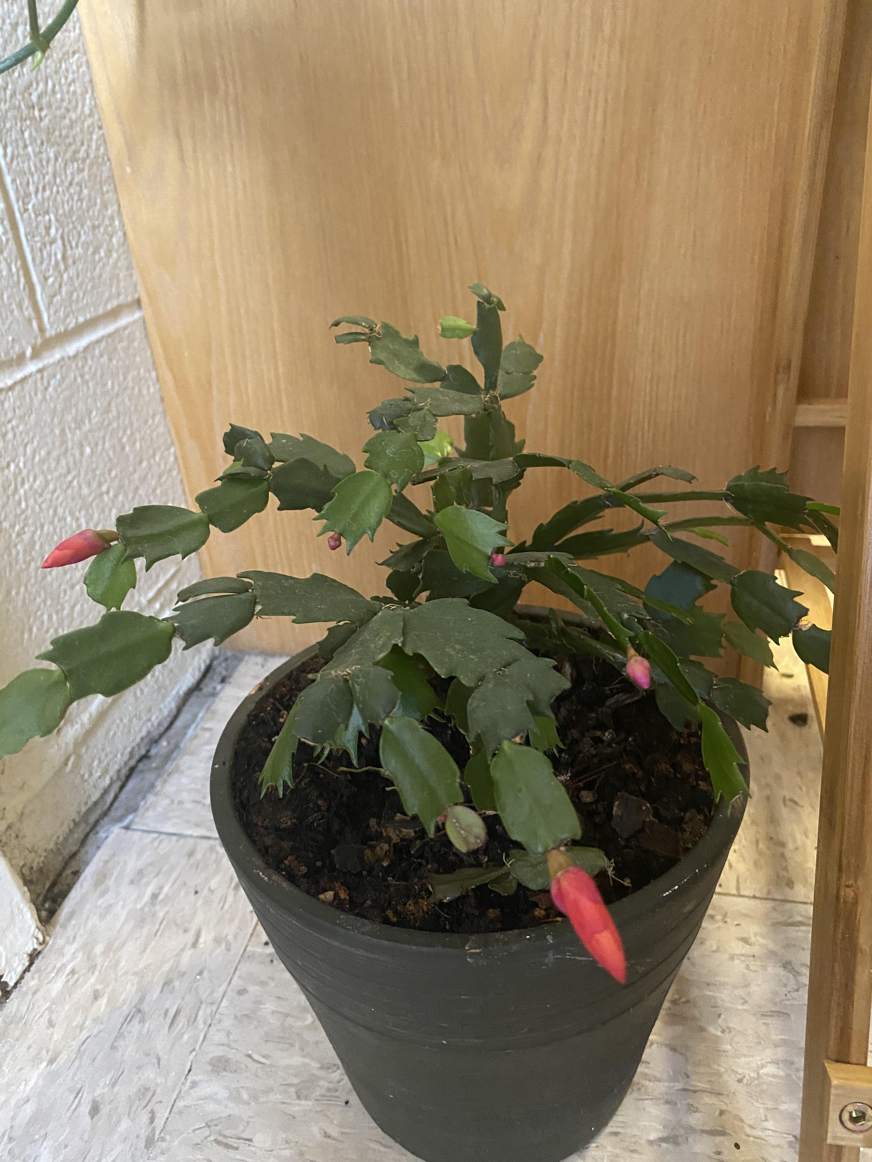 Can some one help ID my Christmas cactuses species (this is to help me