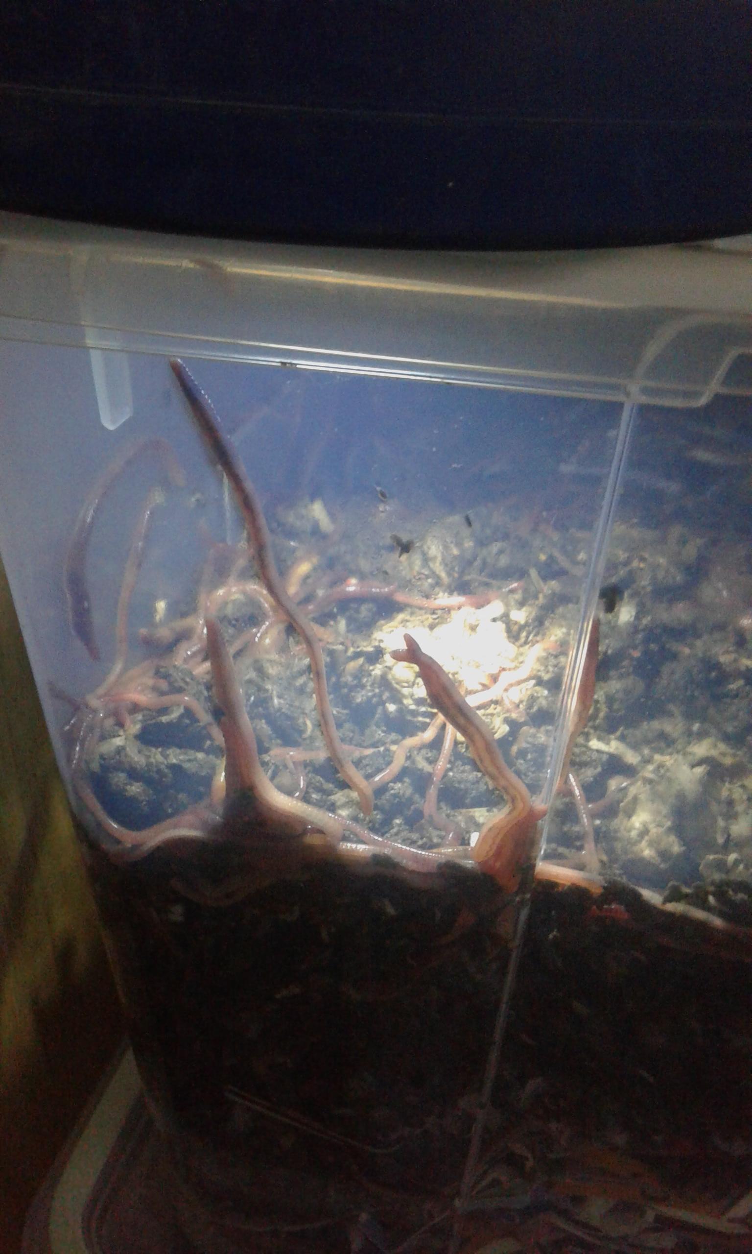 Can you keep worms in air tight containers ? r/Vermiculture