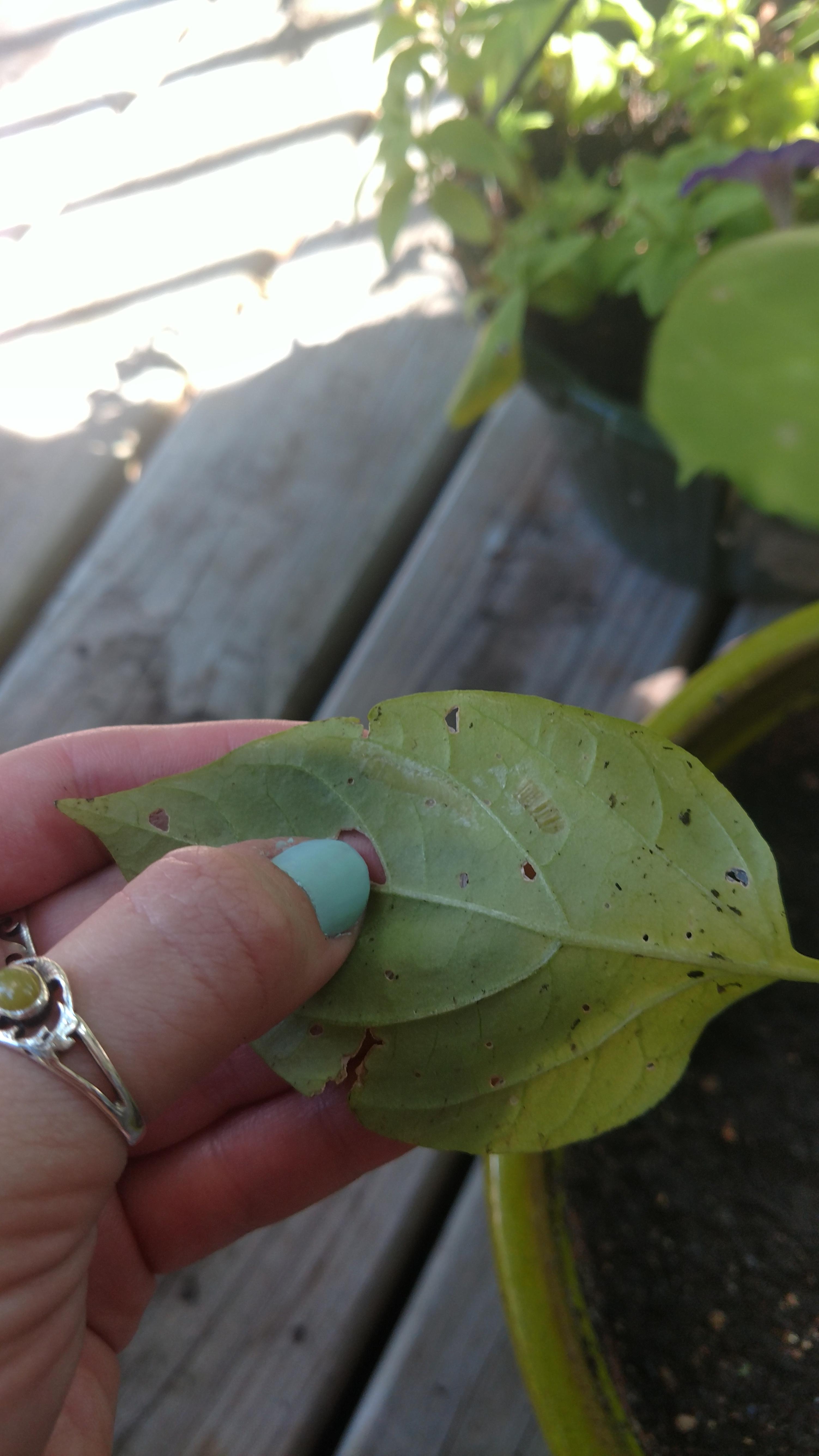 Something is eating the leaves of my plants! I don't know what it is or