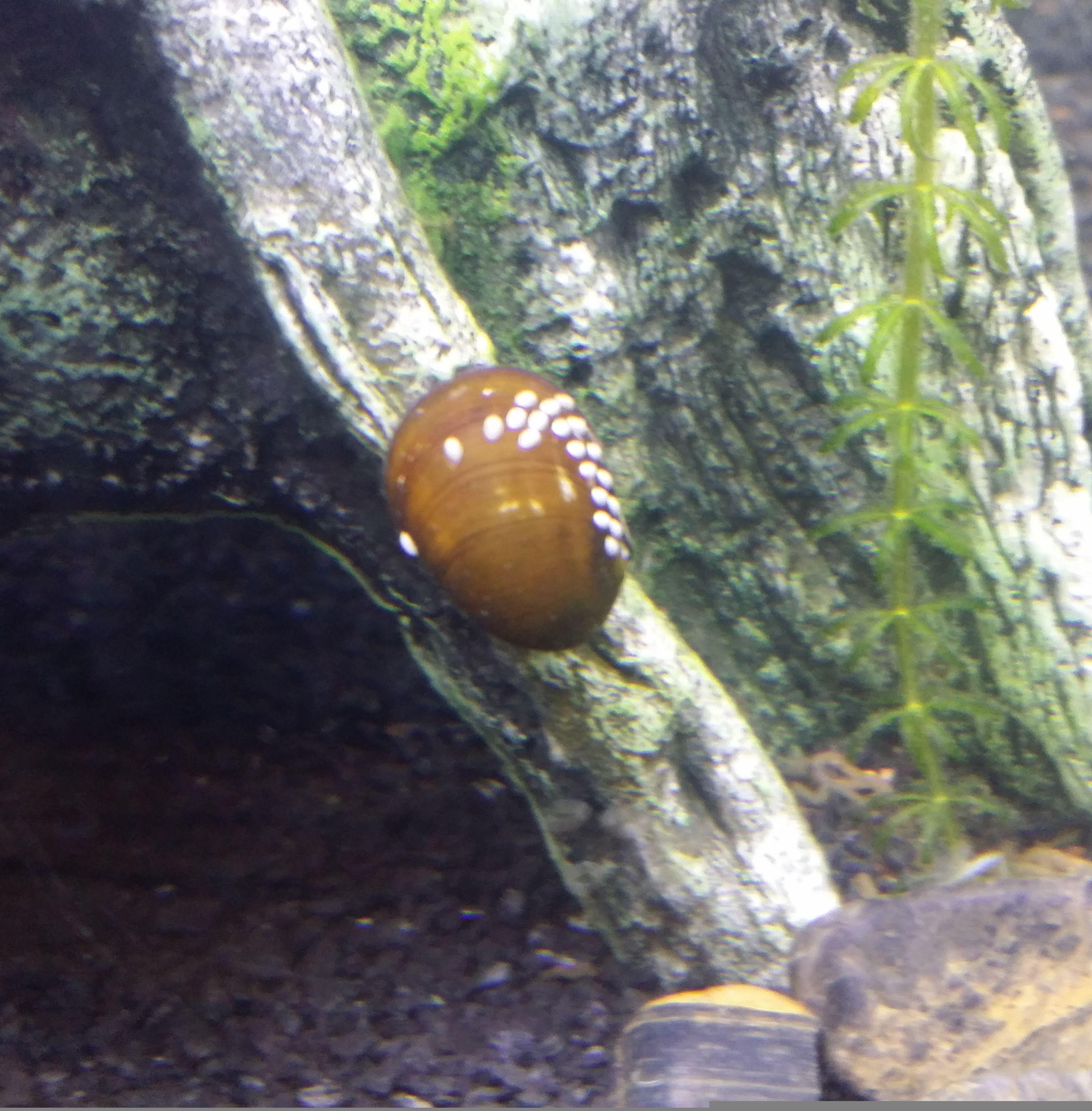Q What are these white nodules on my nerite snail's shell? r/Aquariums
