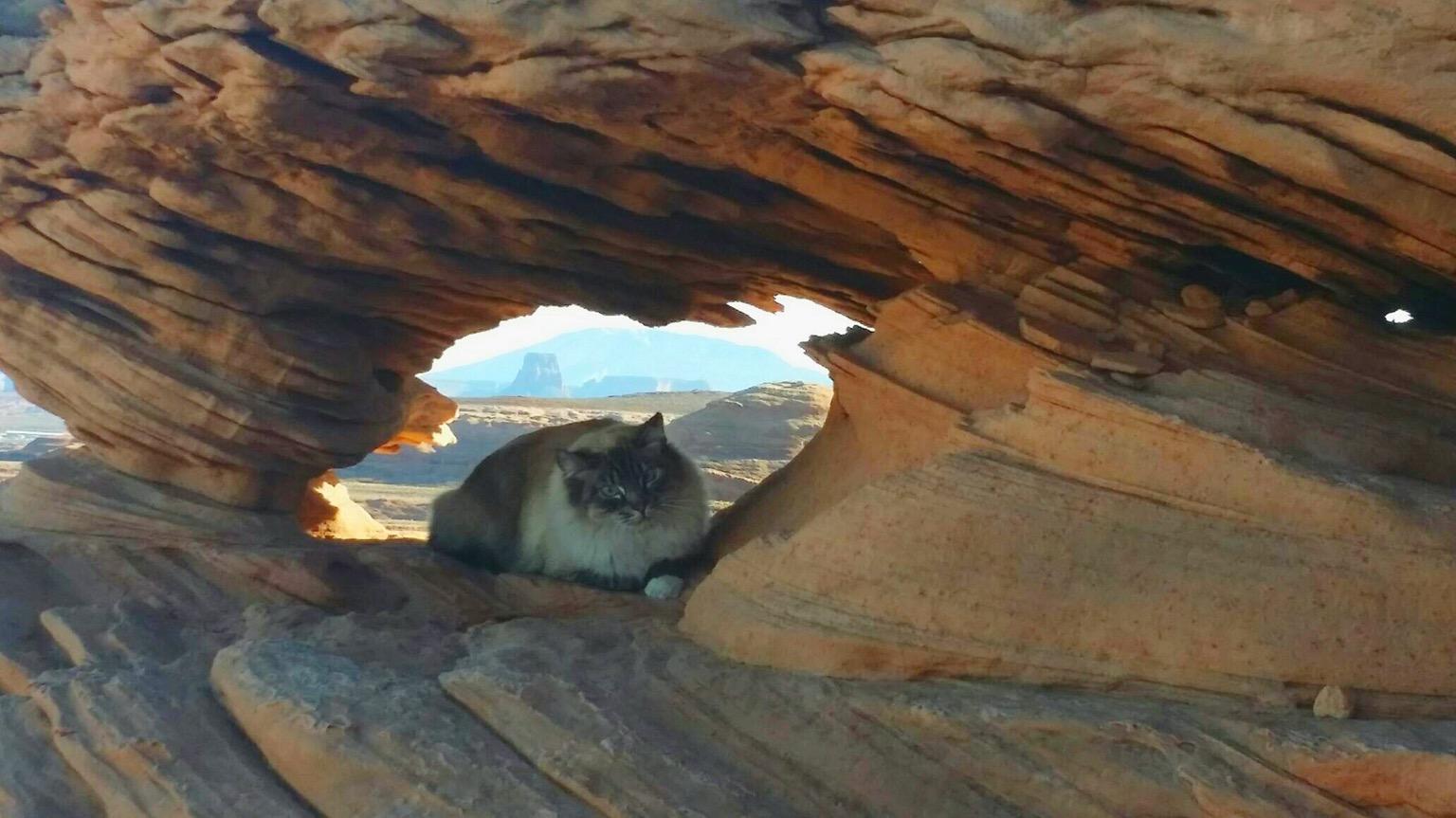 Friend of mine took a pic of this feral cat in the desert near Lake