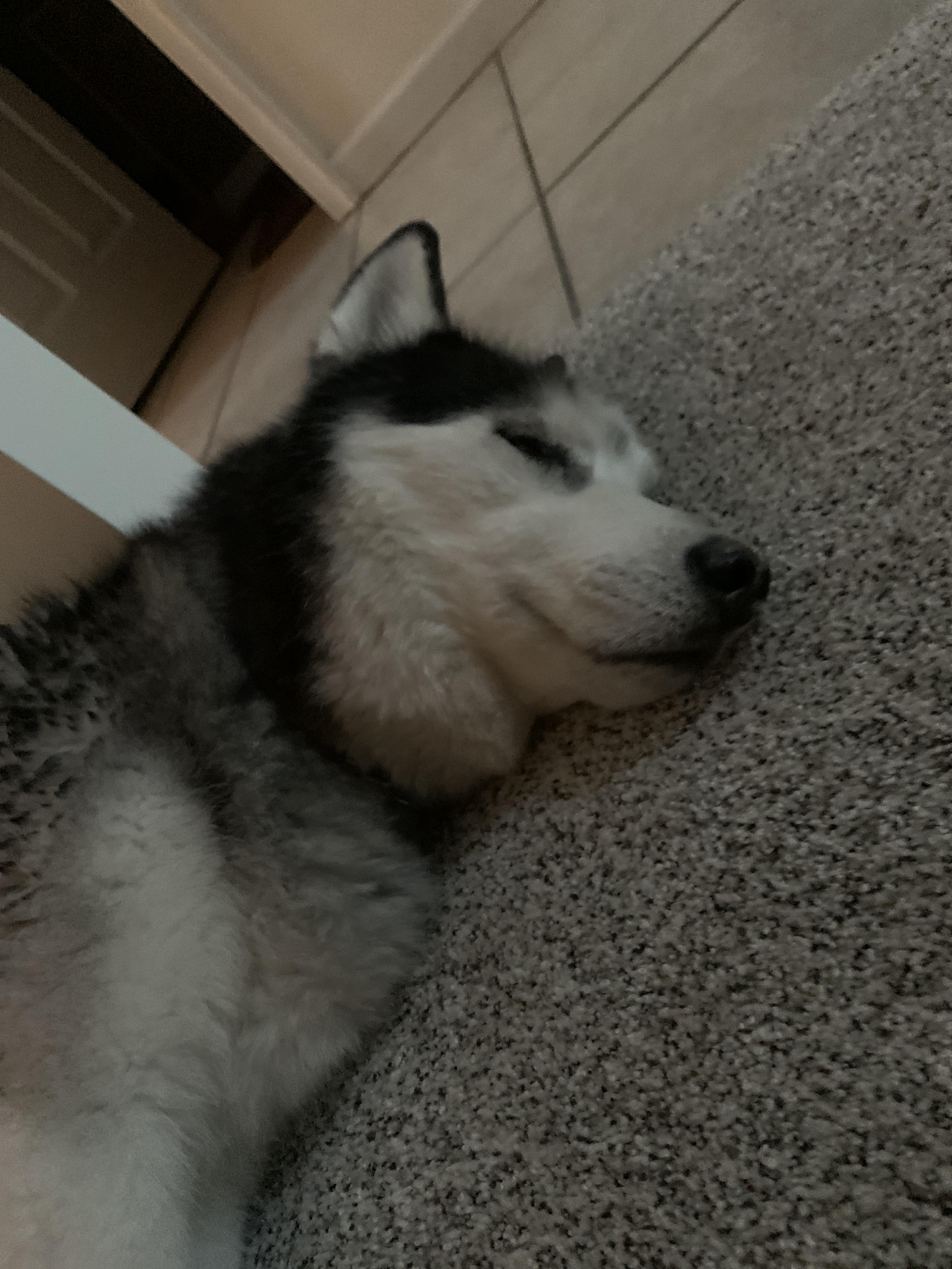 Dog got sprayed by skunk washing him made it work r/Wellthatsucks