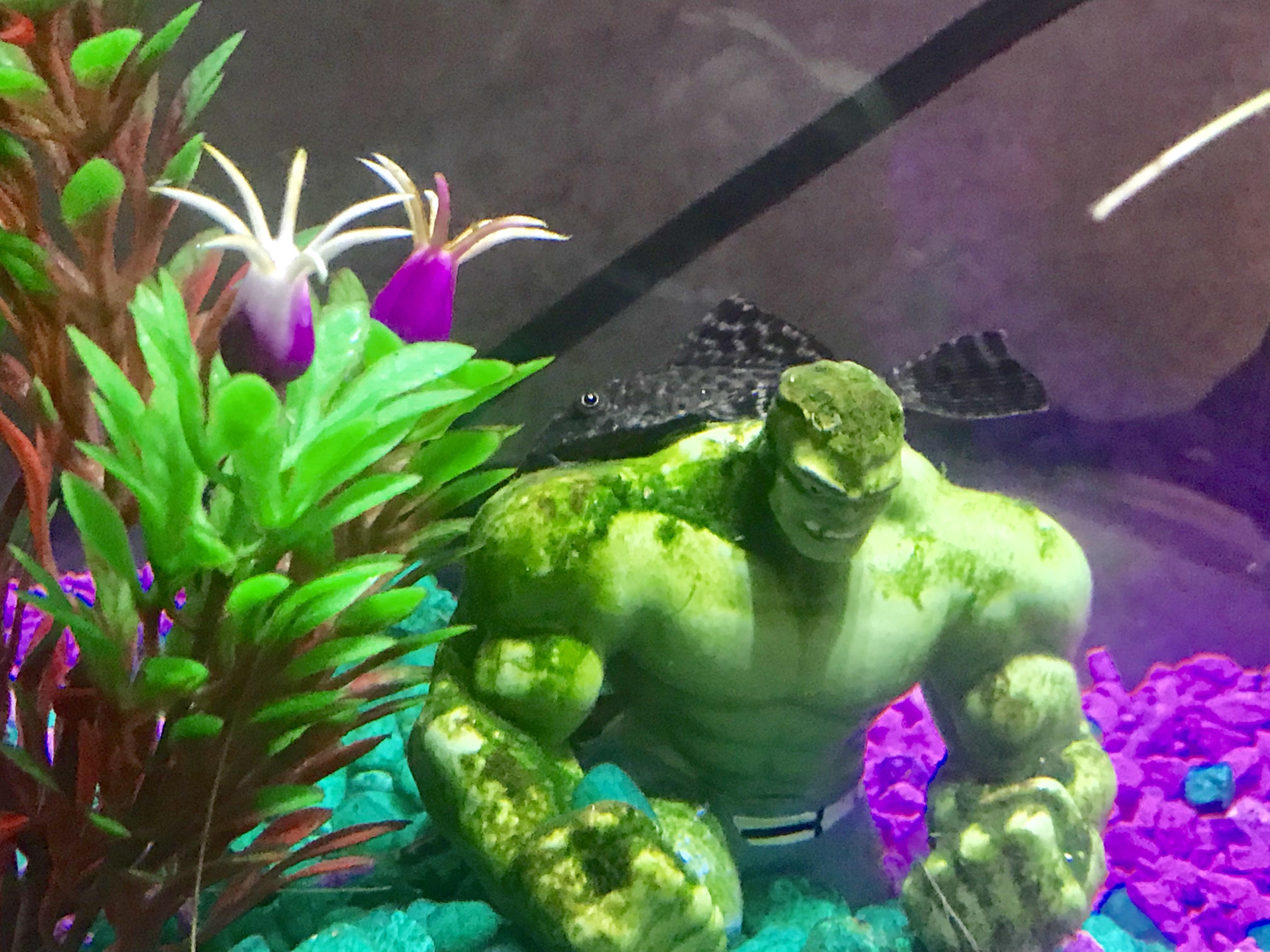 Hulk getting a Pleco bath r/Aquariums