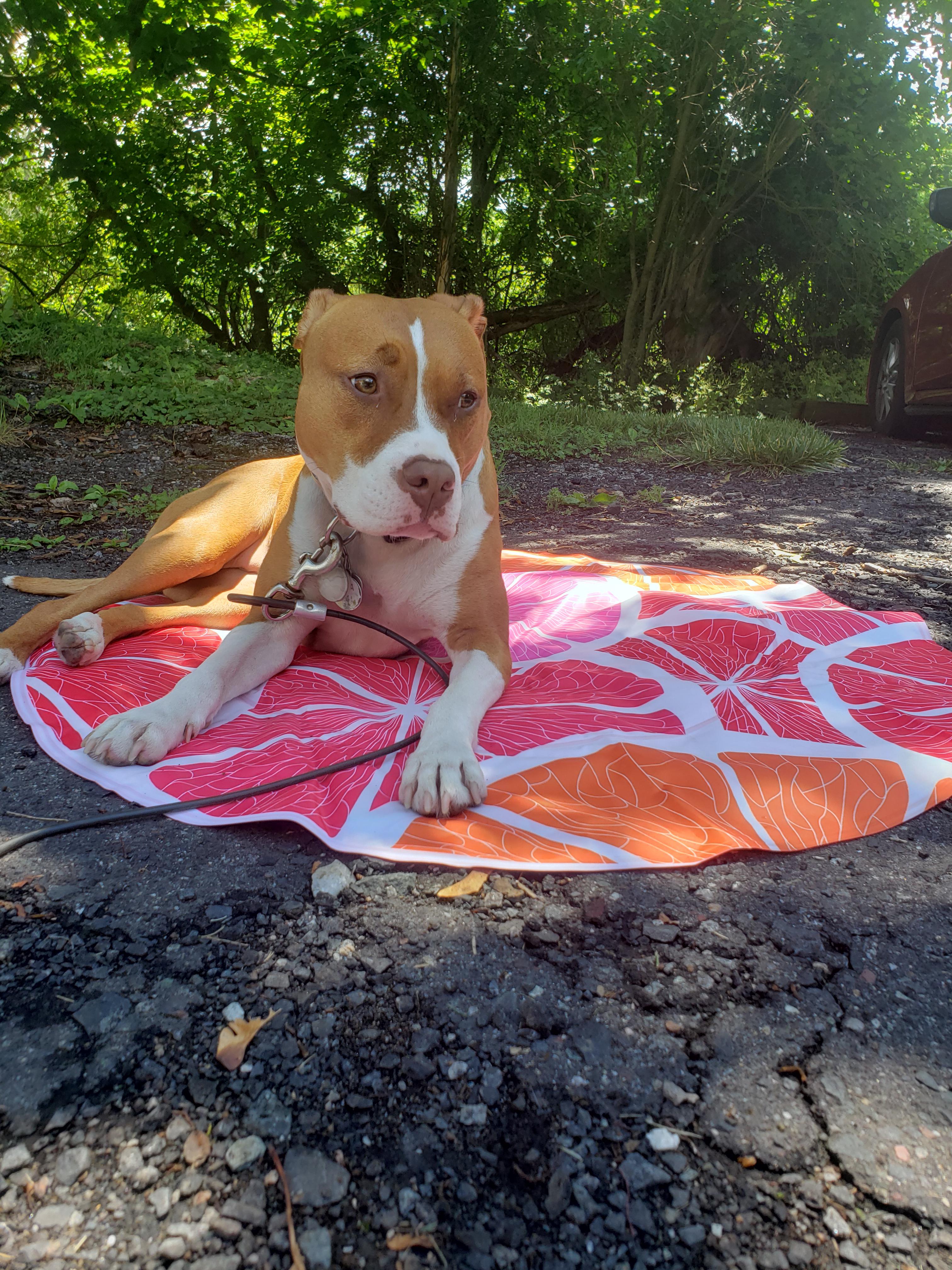 Enjoying her new cooling pad. r/aldi