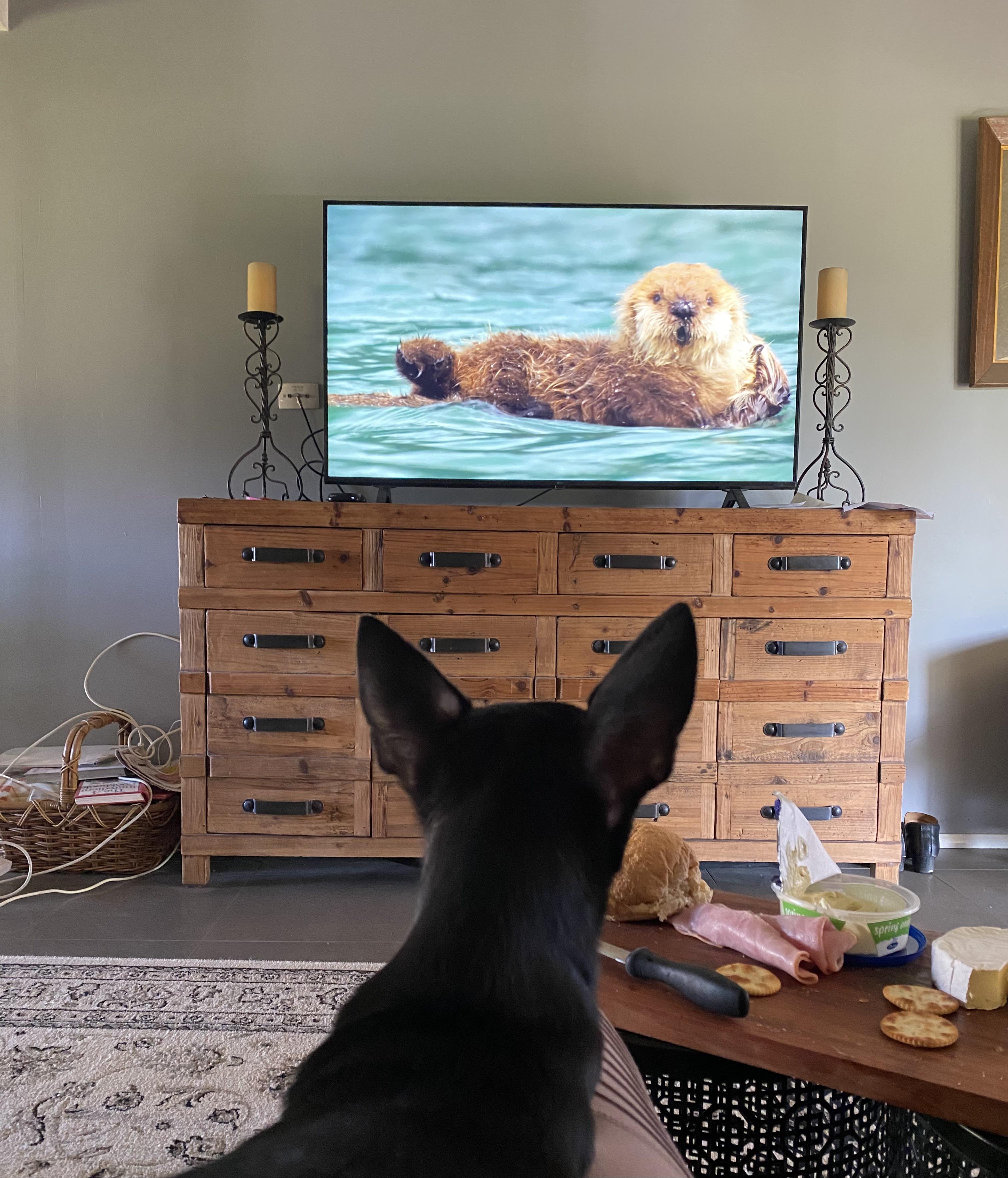 Why Do Dogs Bark At Animals On Tv