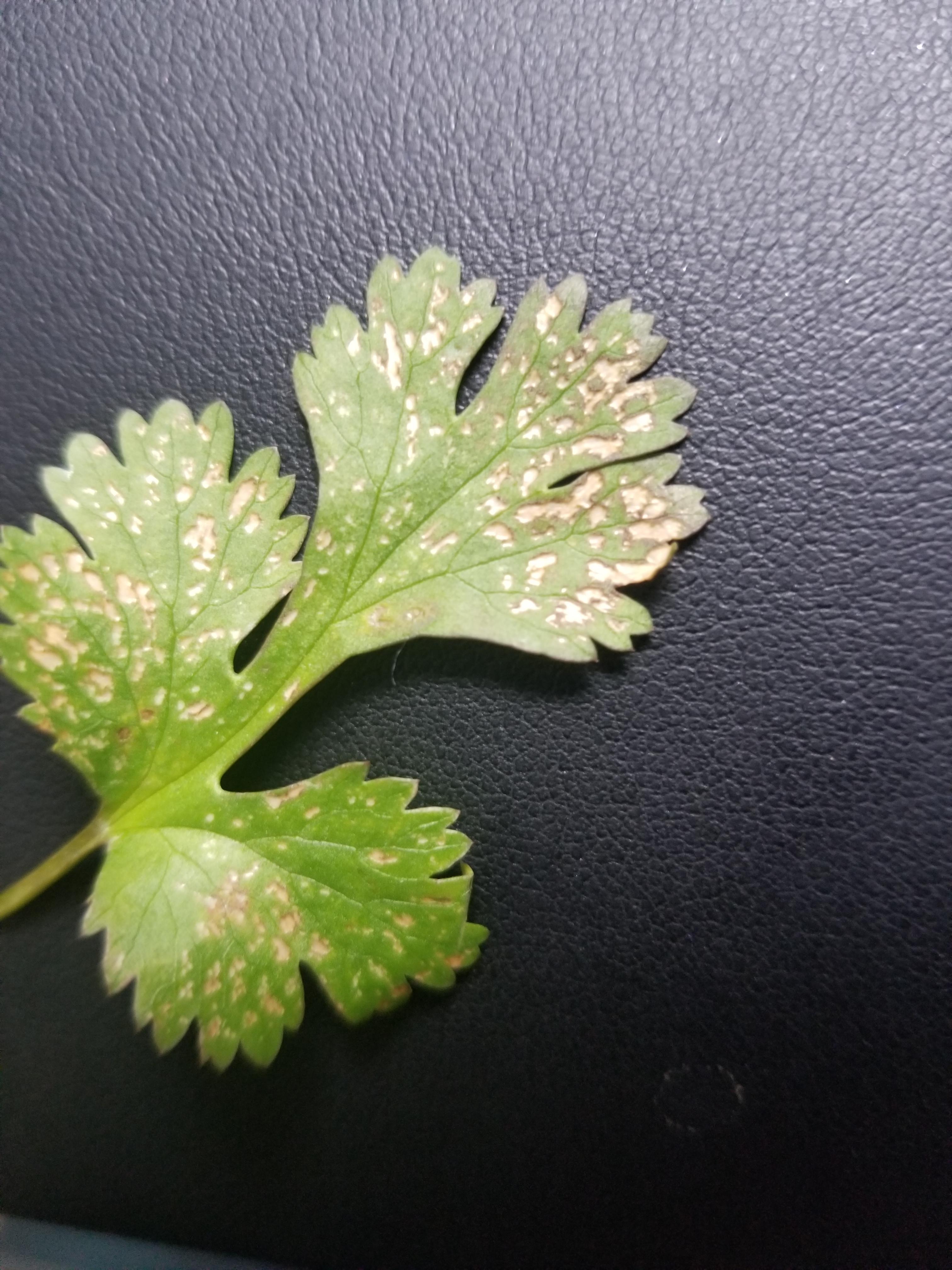 First time poster and noob gardener. Anybody know what could be getting