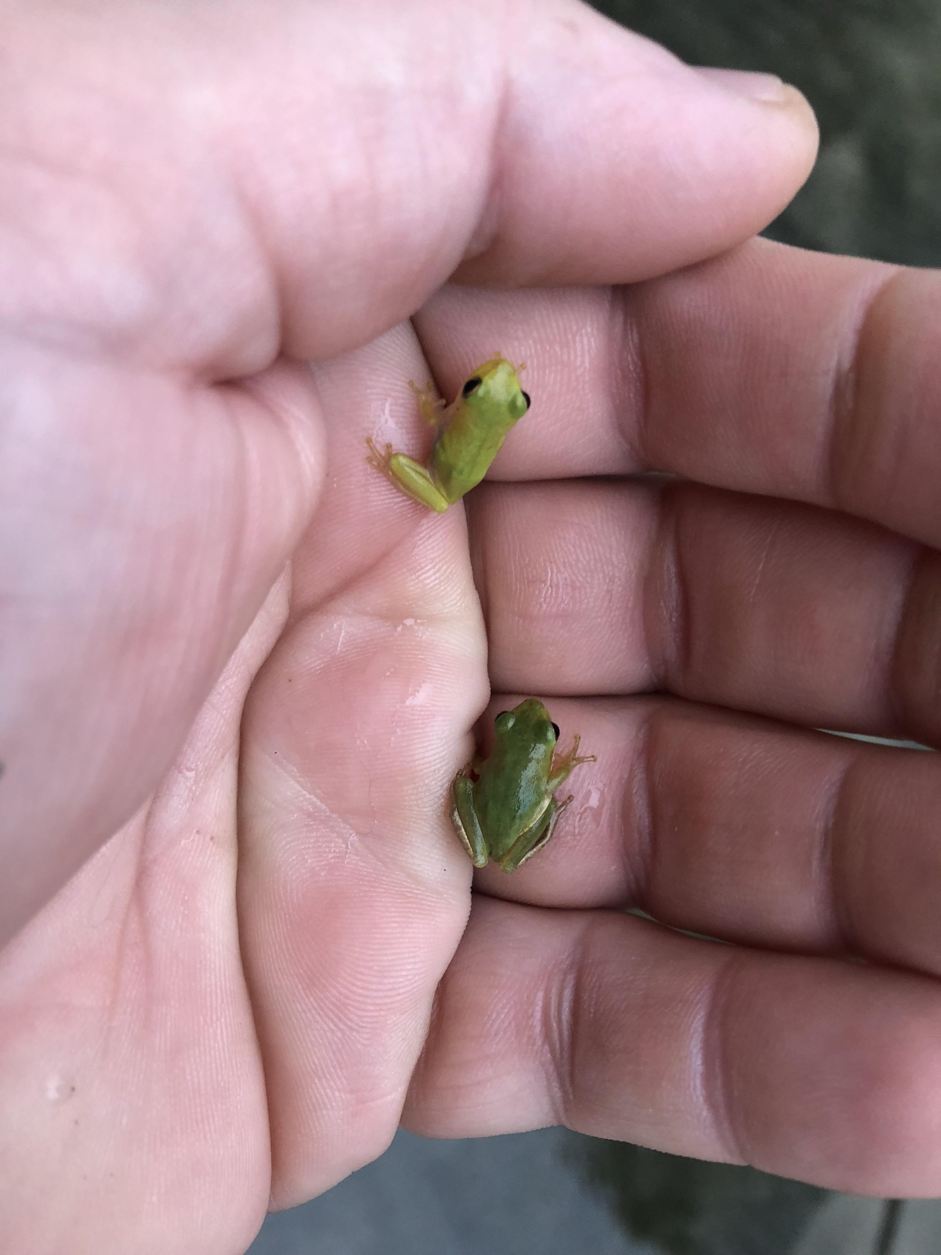 Banana tree destroyed in Hurricane Florence, baby tree frogs relocate