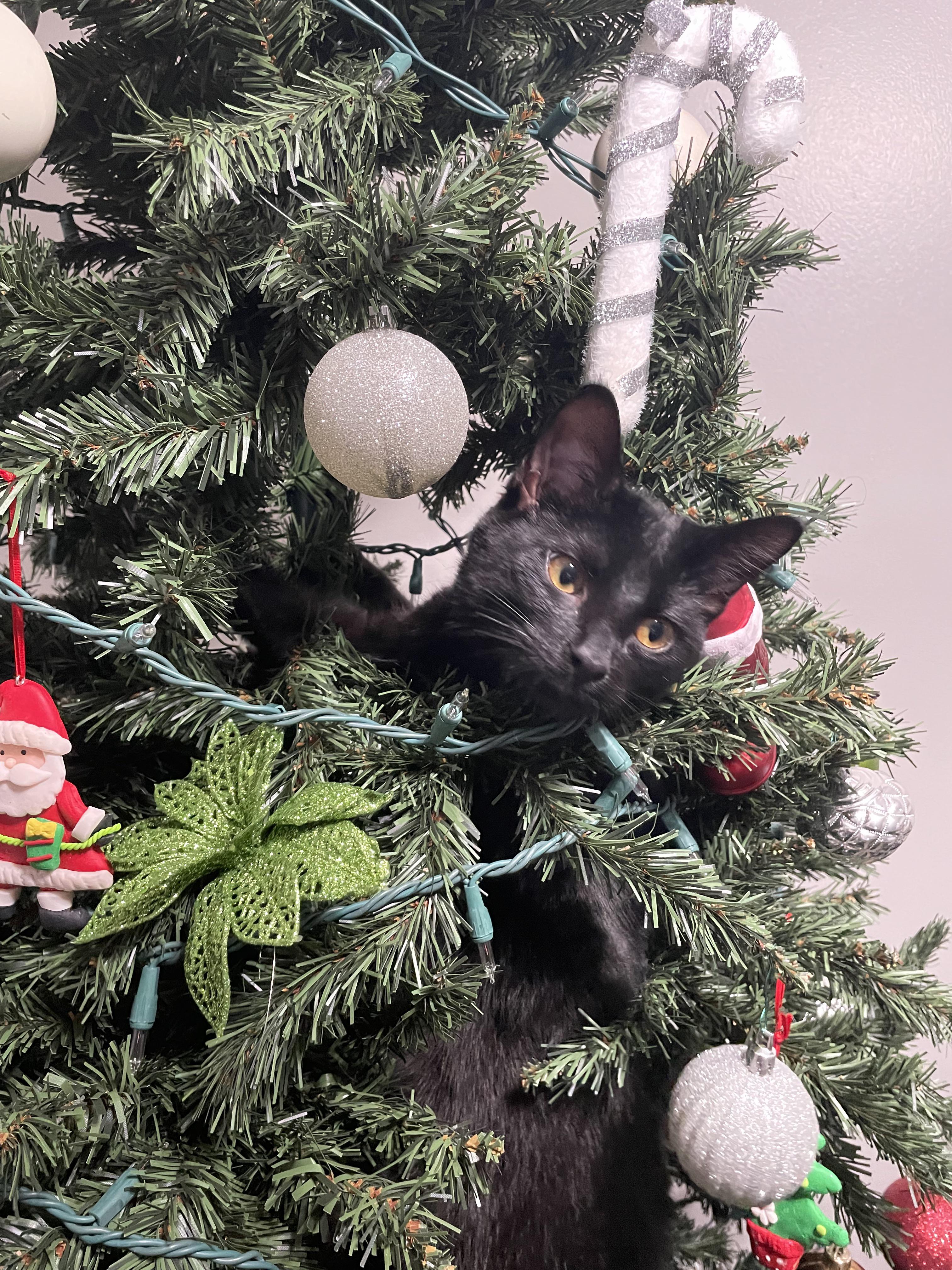 50 Hilarious Christmas Tree Captions Puns Punstoppable 🛑