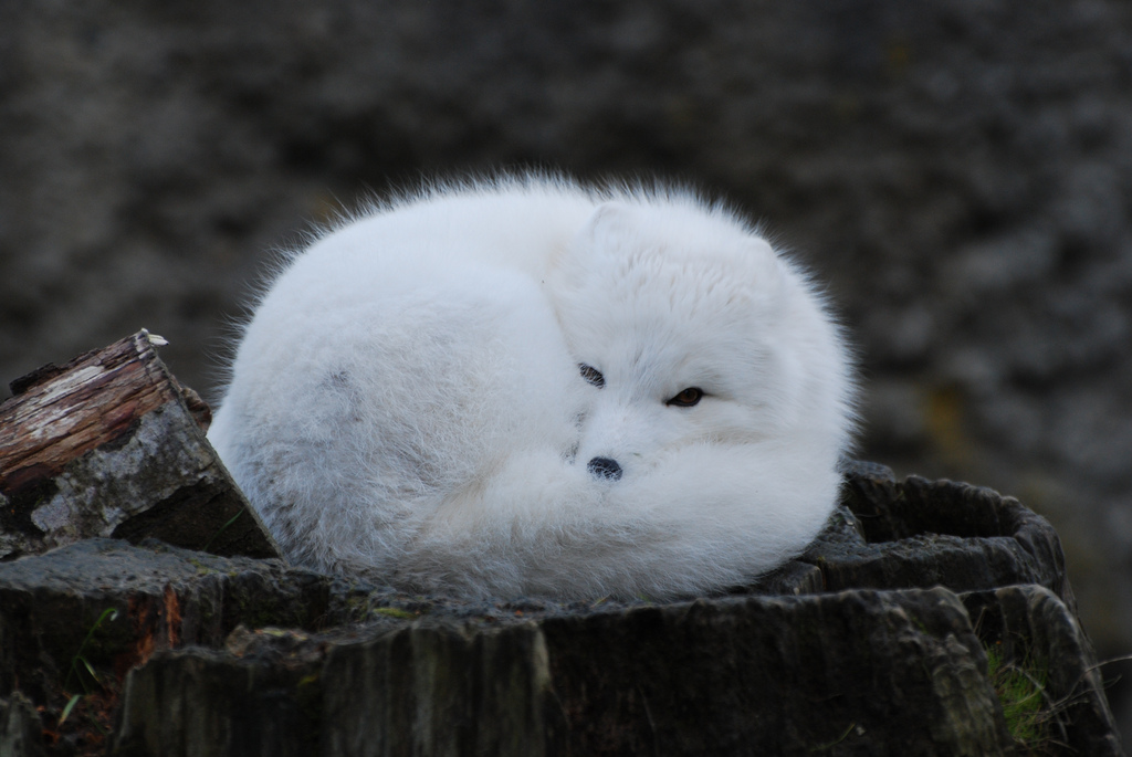 Forbidden Pillow r/ProperAnimalNames