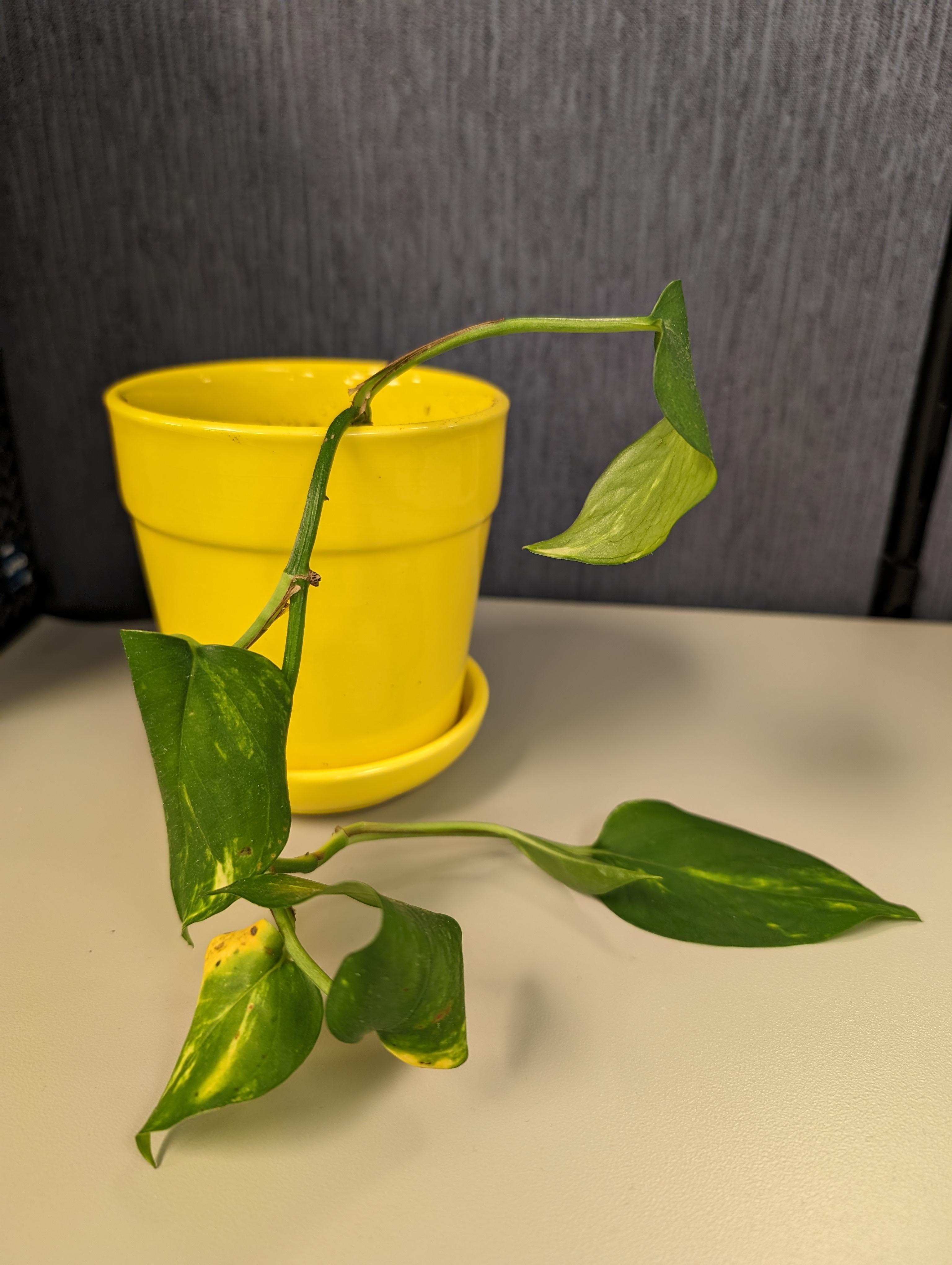 I to ask someone to water my plant while I was away for two