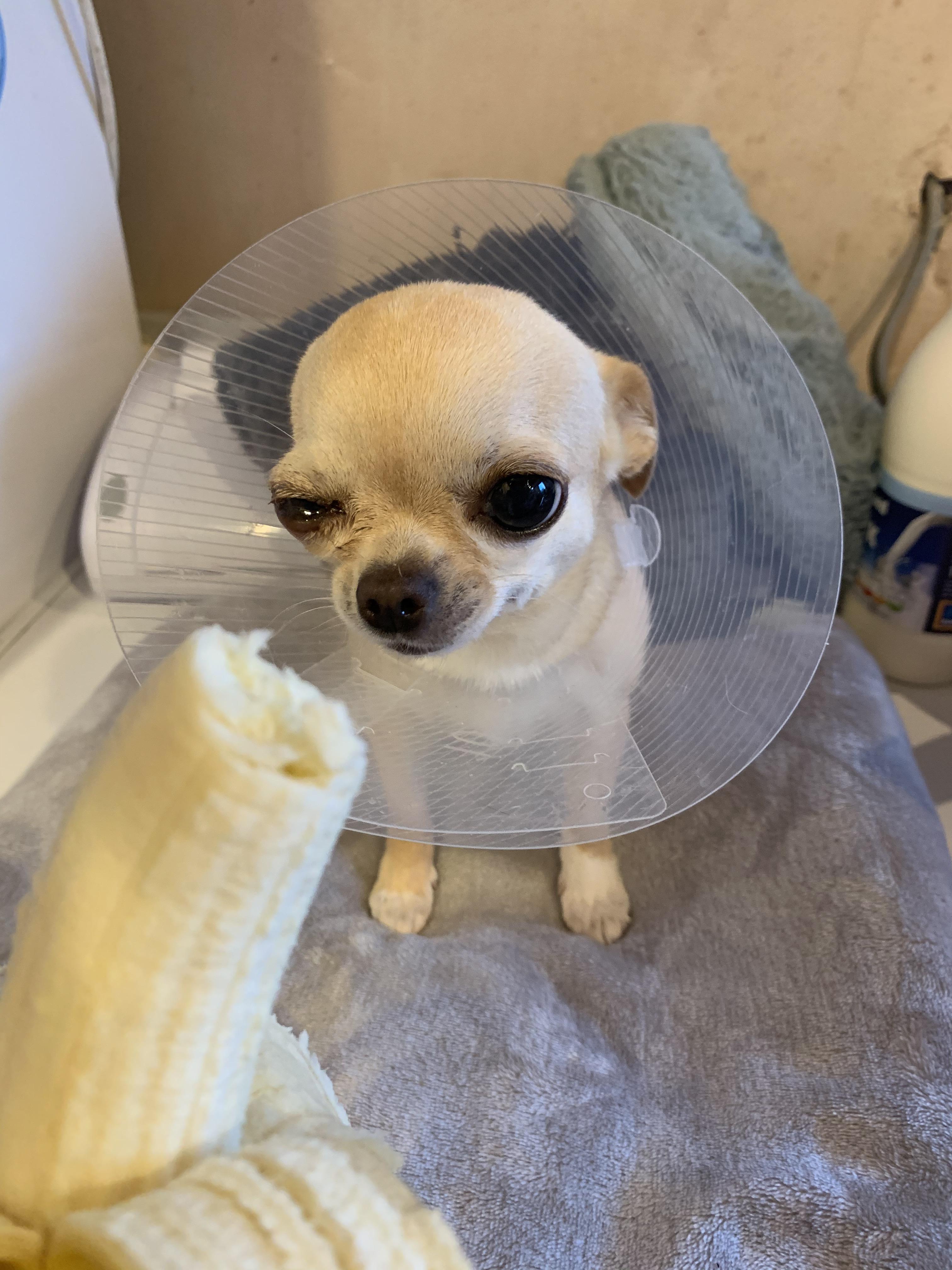 The best bribe for getting drops into a squinty cone dog? Banana. She’s
