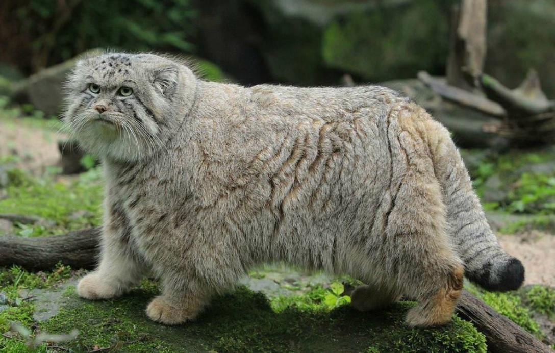The manul (or Pallas' cat) of Central Asia has the longest and densest