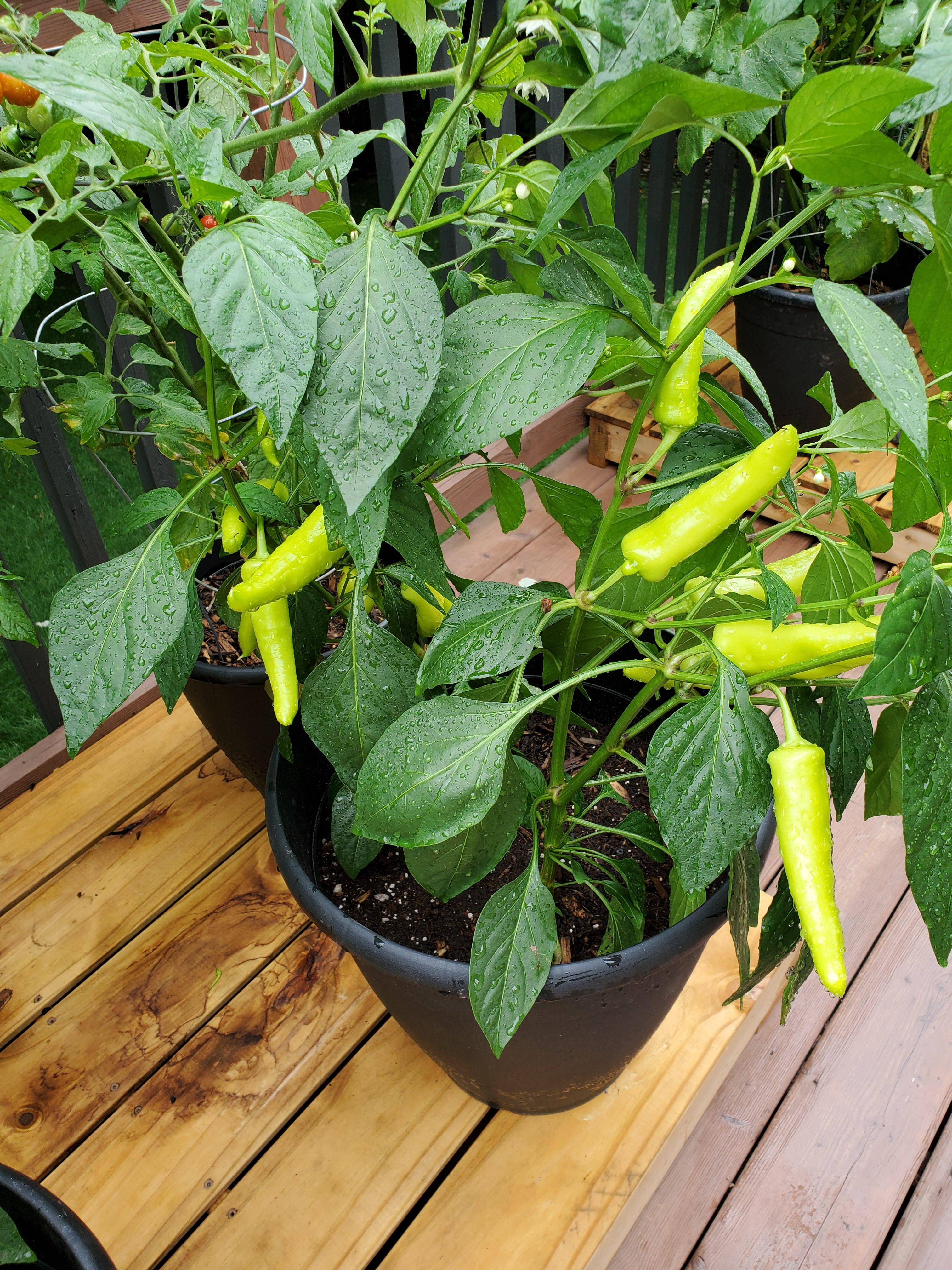 Any ideas why my jalapenos are yellow? r/gardening