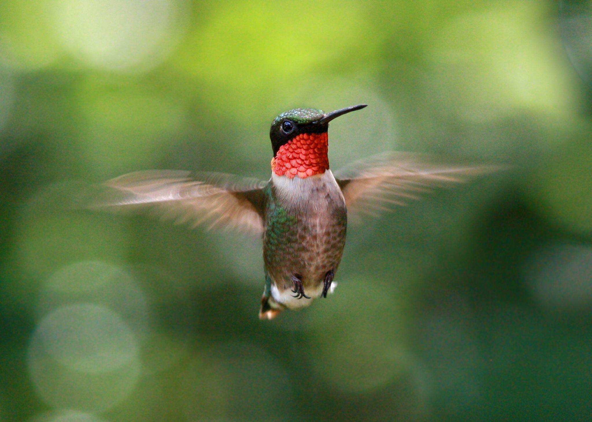 I'd like to plant some hummingbirdfriendly flowers in containers for