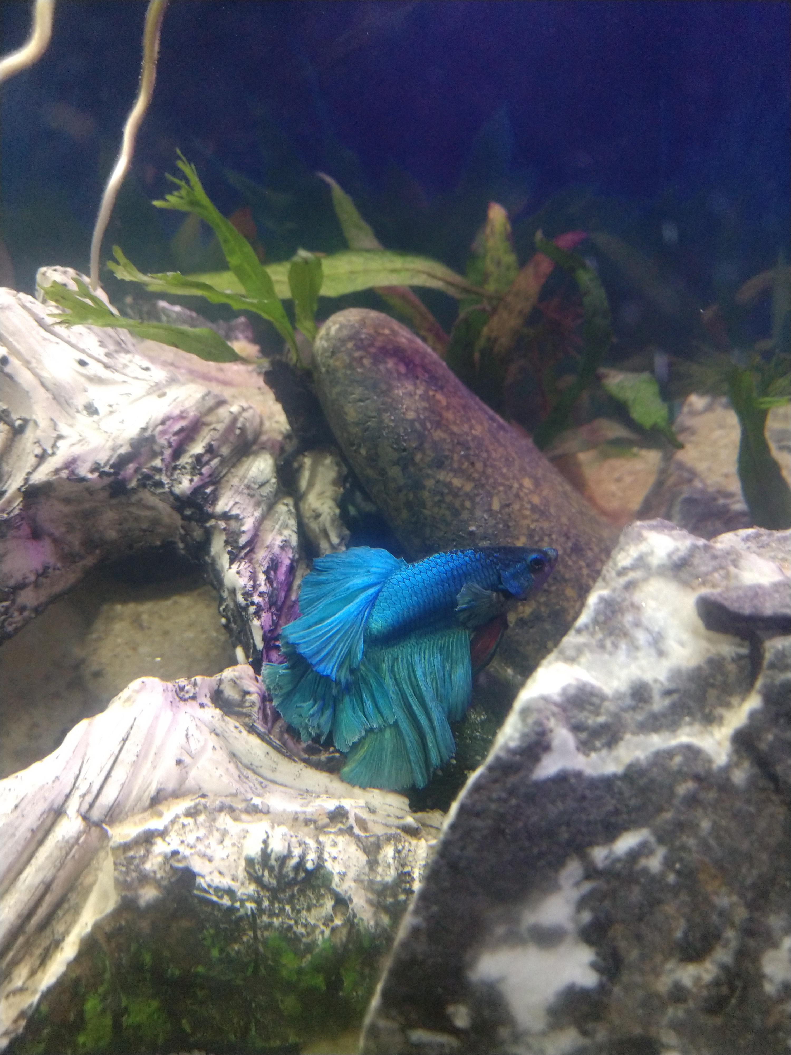 My new Rose Petal Betta r/bettafish