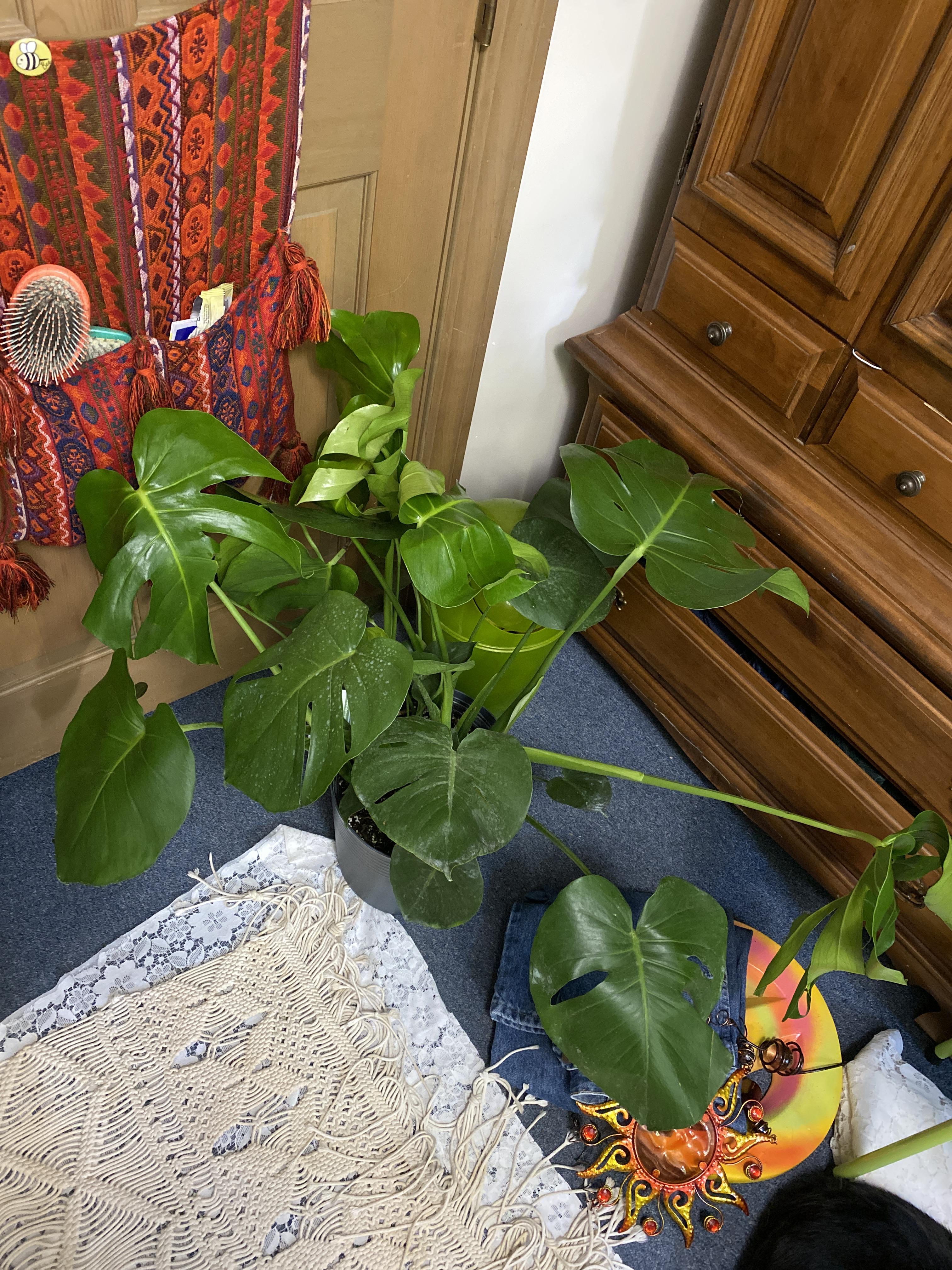 saved this monstera from big y!! how long should i wait to repot so i