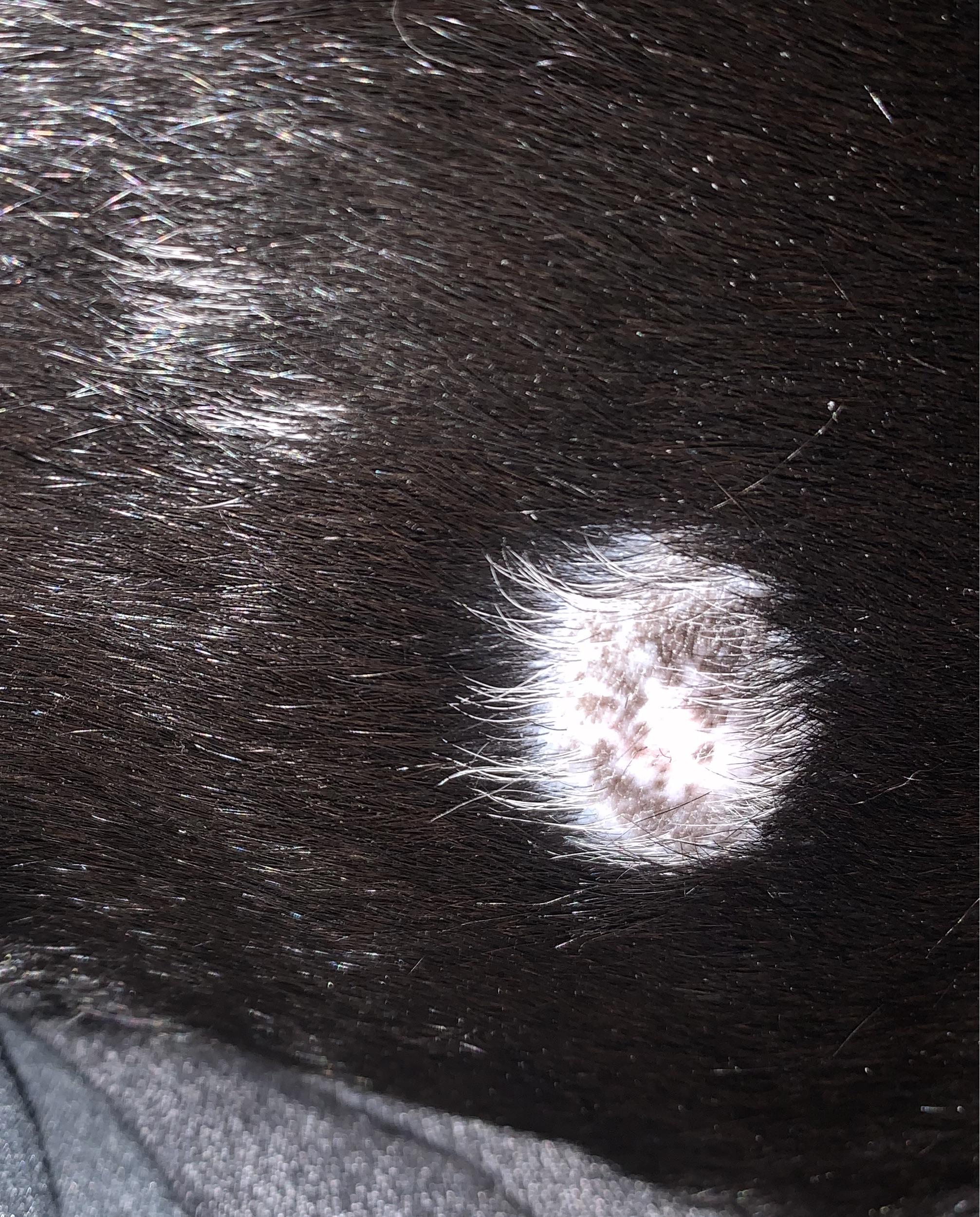My dogs hair is turning white? r/vet