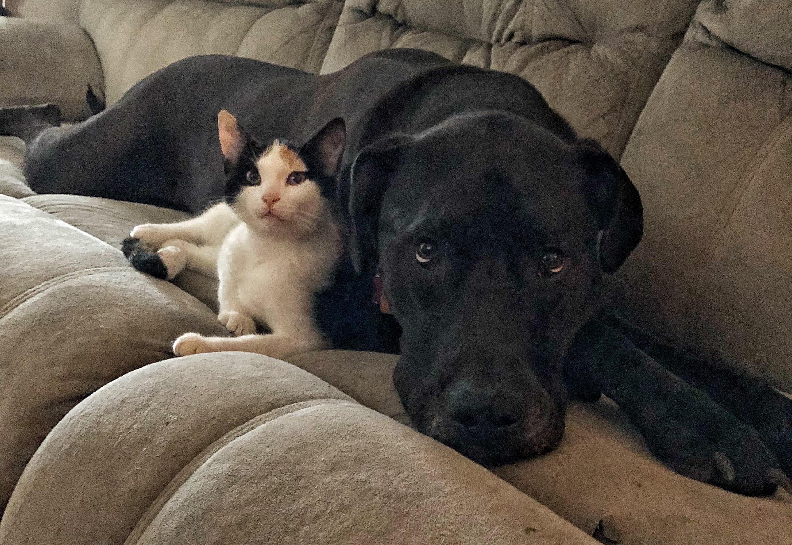 My dog takes care of my mom's kitten like she's one of her own. r