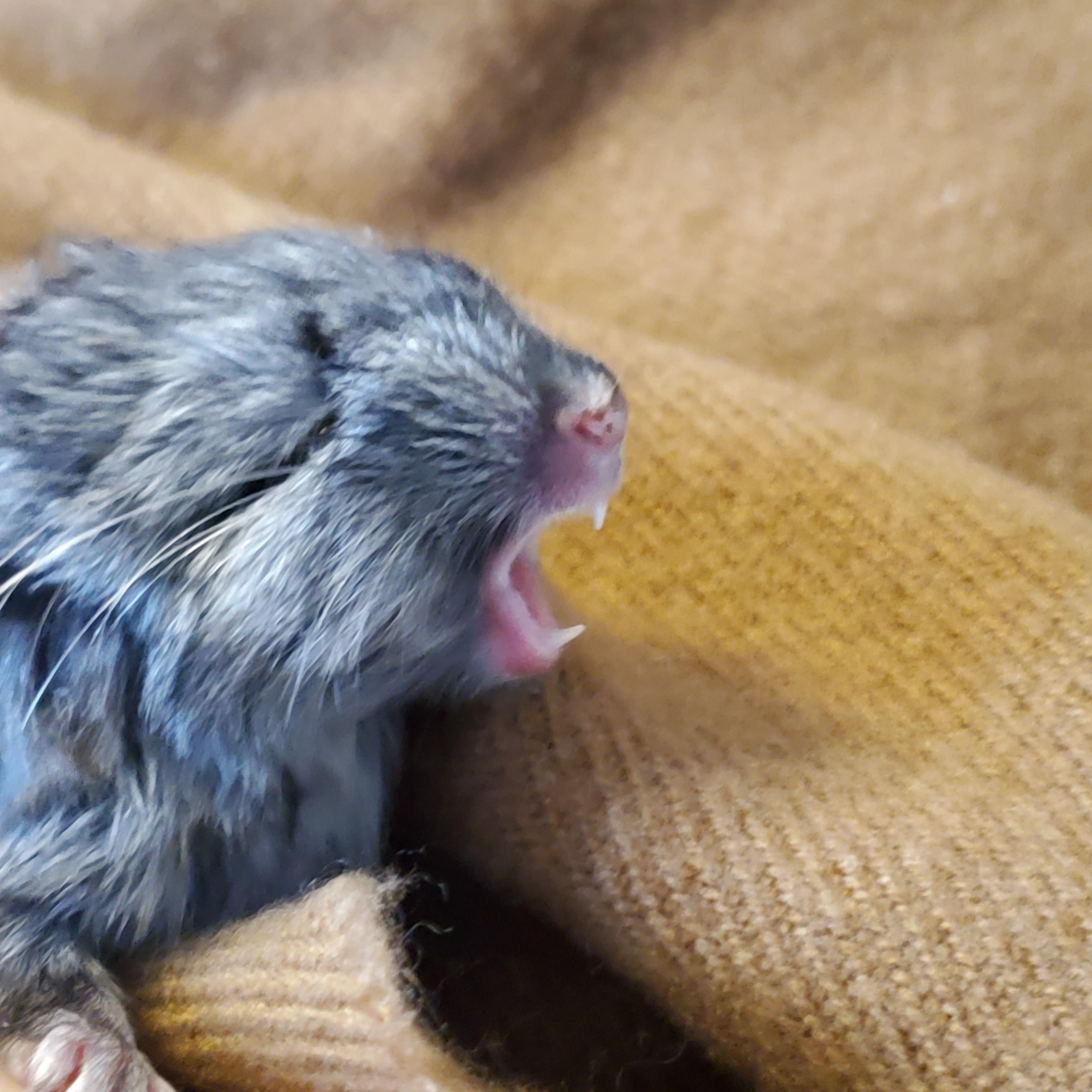 Yawning Baby Chinchilla r/chinchilla
