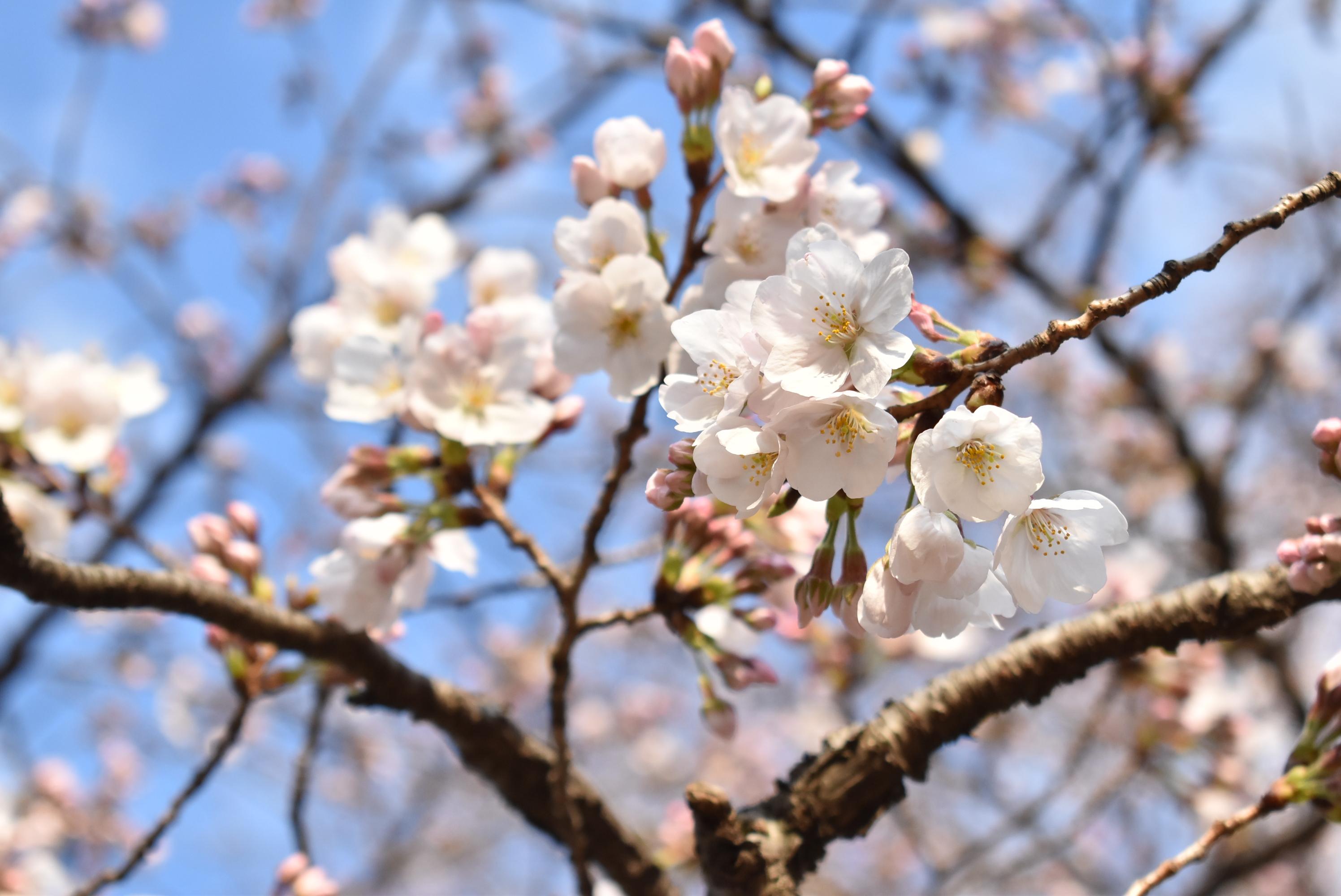 Cherry Blossoms Yoyogi Park (March,2019) r/japanpics