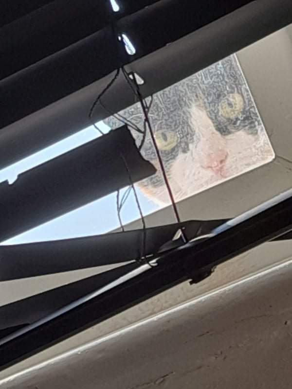 Wake up most mornings and this whack cat with poo brain just keeps