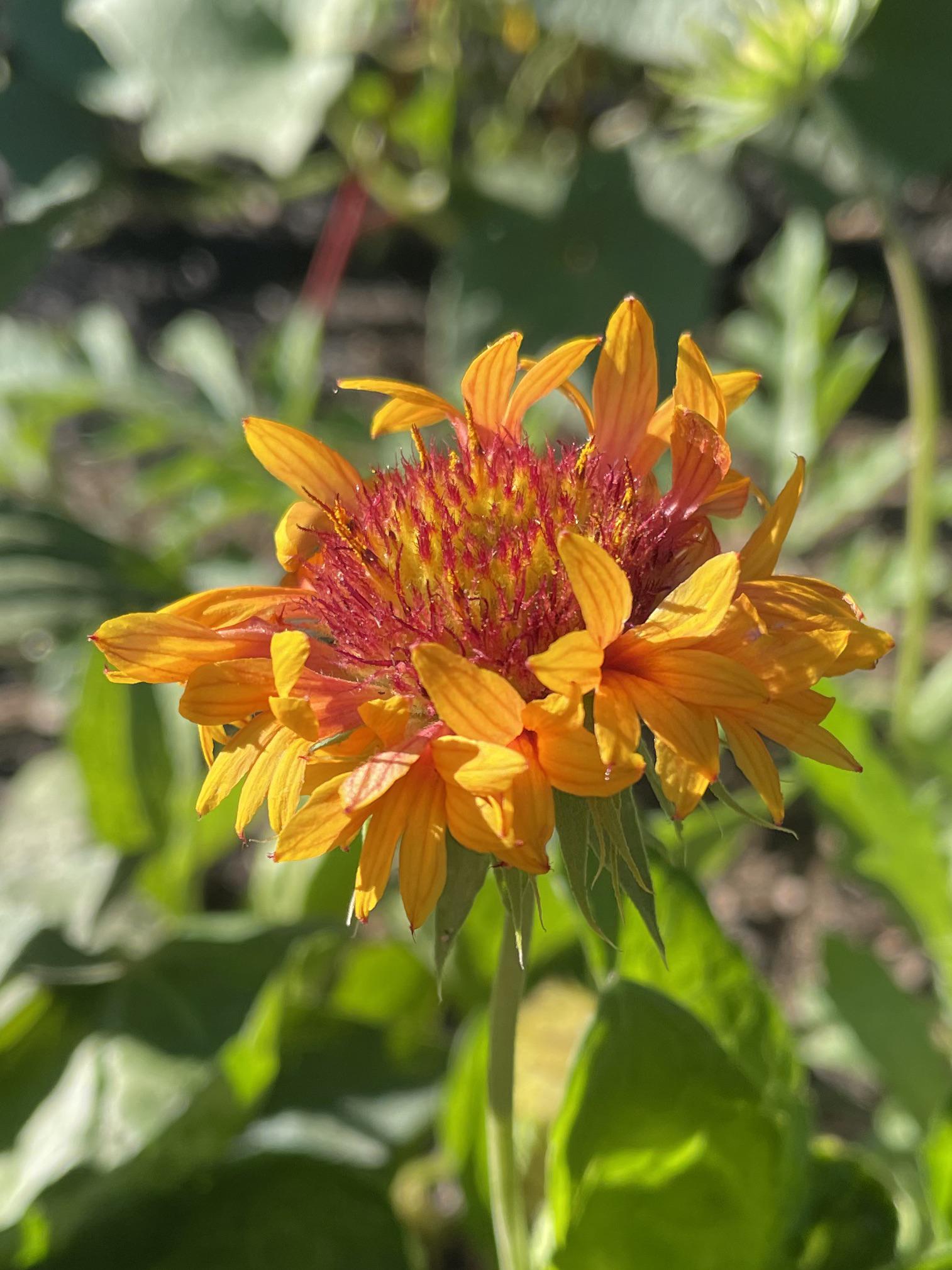 question why does my gaillardia’s flowers look like this? r/botany