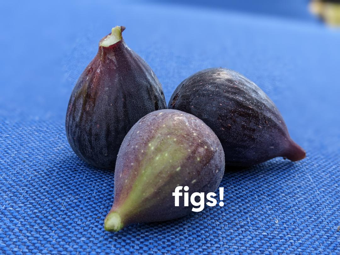2nd crop of figs are ripening and there is lots of them! What recipes
