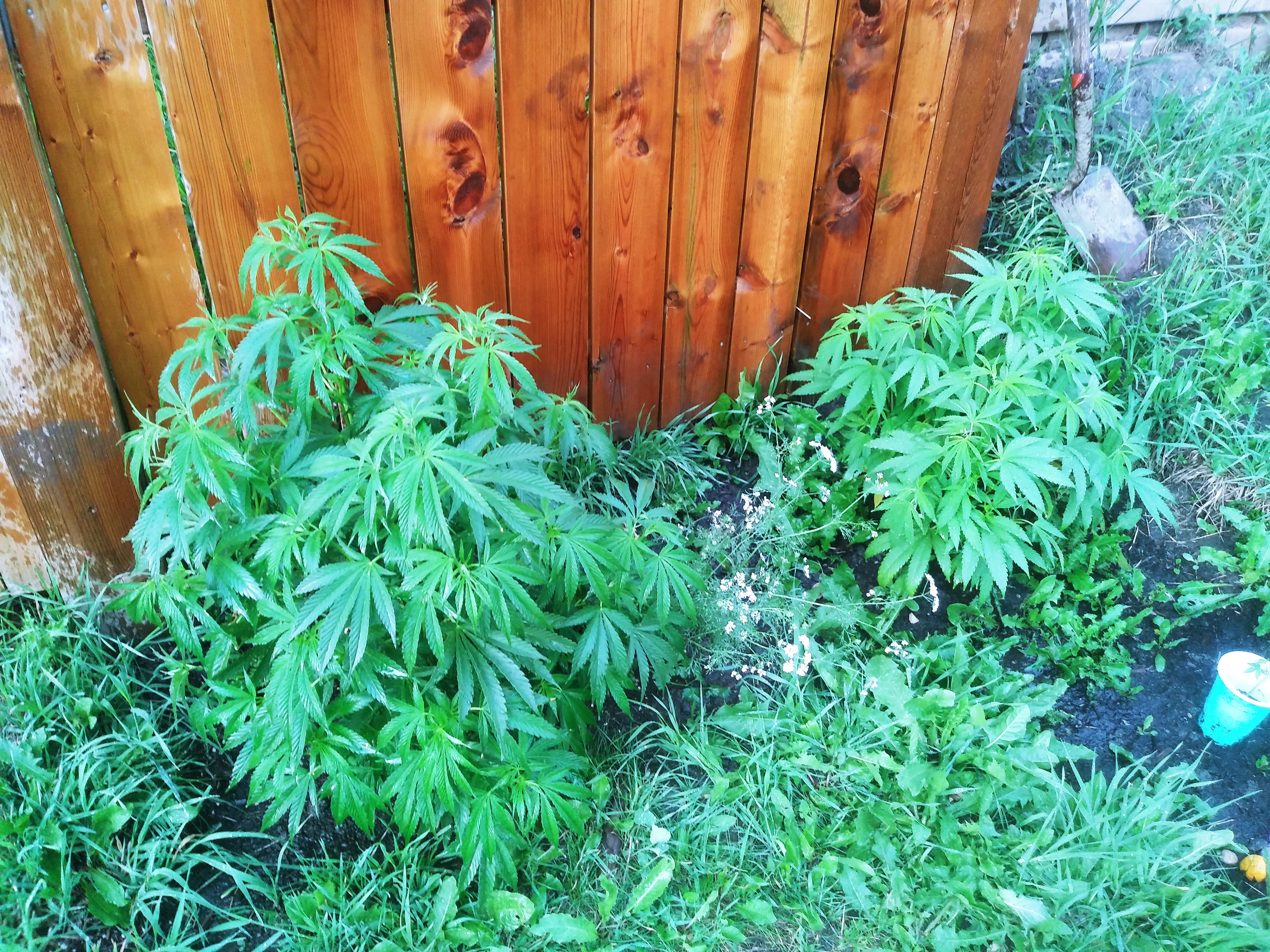 Just after a little rain. My backyard smells great. r/cannabiscultivation