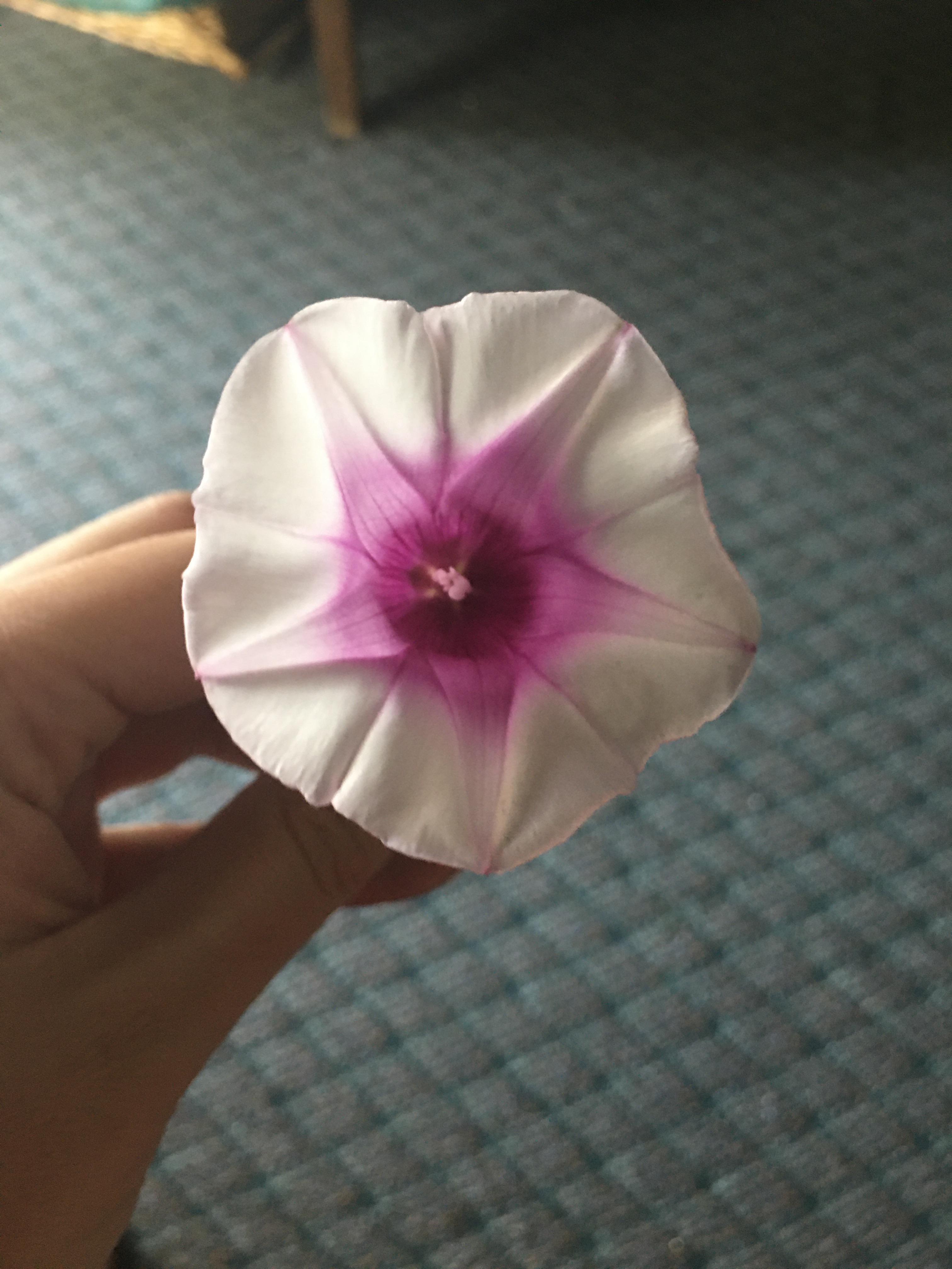 Can you eat sweet potato flowers? r/gardening