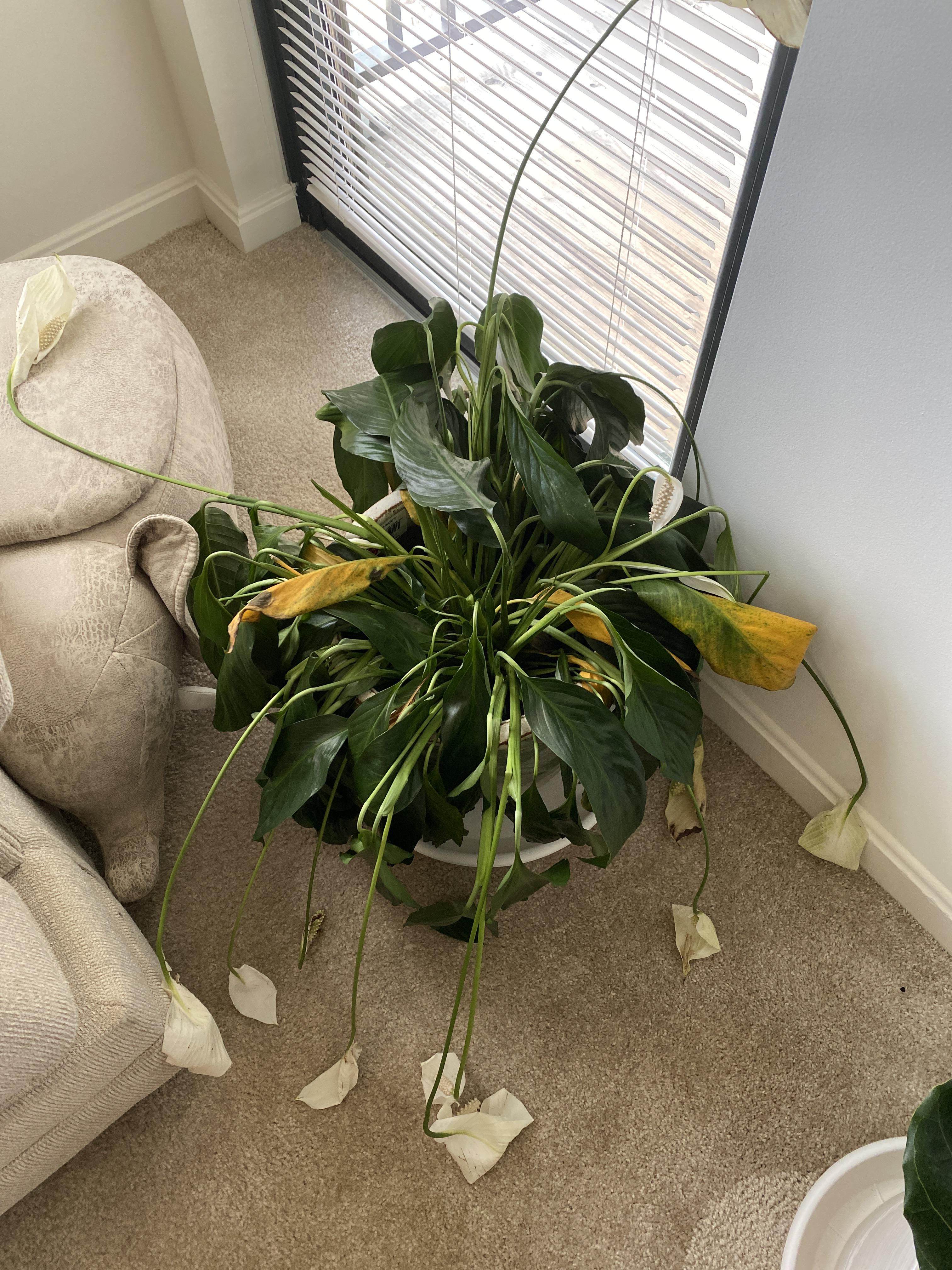 We got this Peace lily two weeks ago and it was doing fine and started