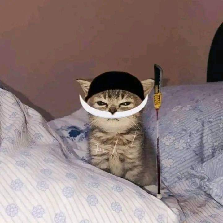 STRONGEST CAT IN THE WORLD MxRMods