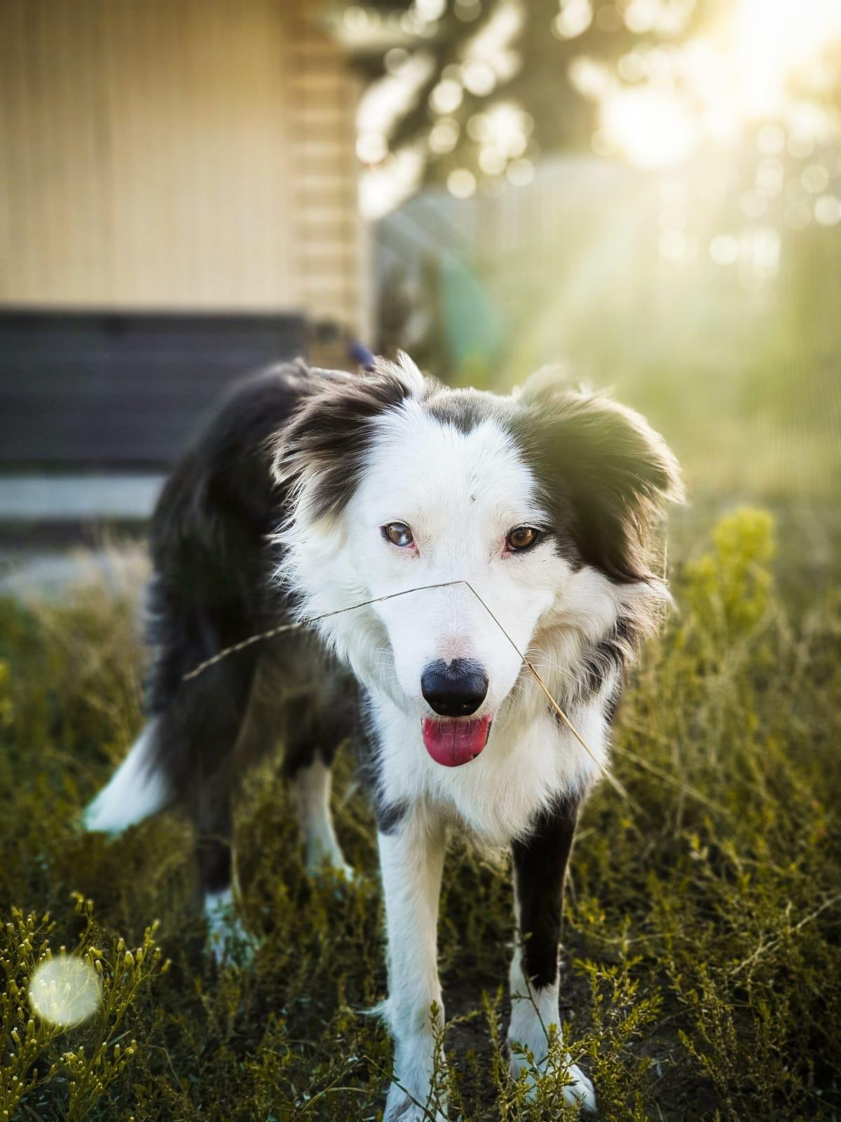 Meet Rosa, my boyfriends beautiful Border Collie with a white spot in