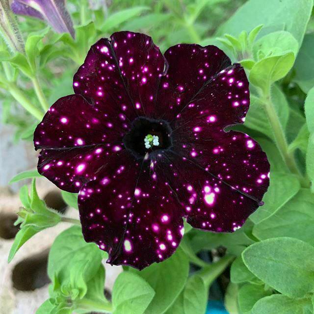 The night sky petunia. A real flower whose petals resemble galaxies r