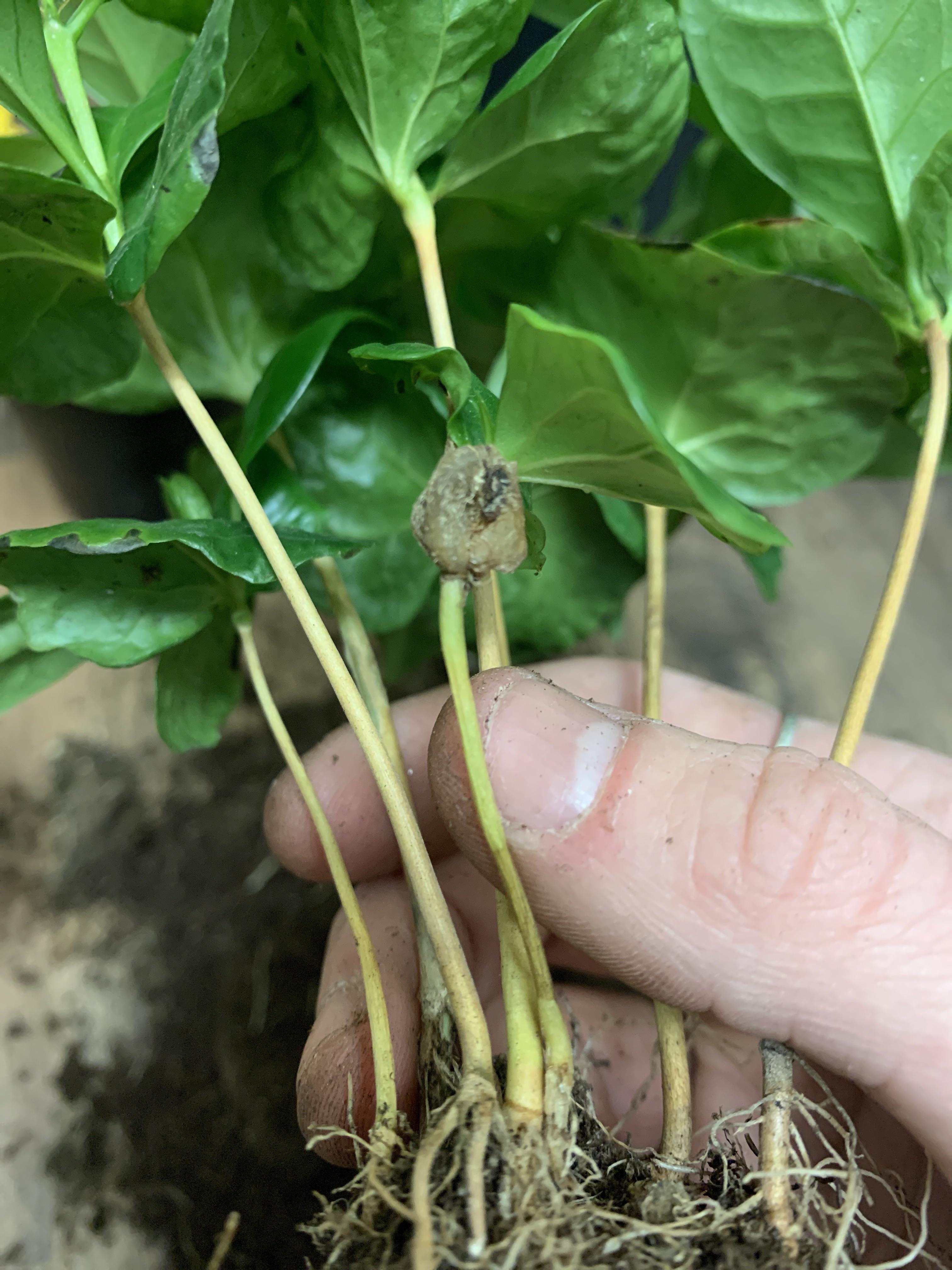Repotting my coffee plant and I noticed this on one stem under one set of leaves. Is it okay or